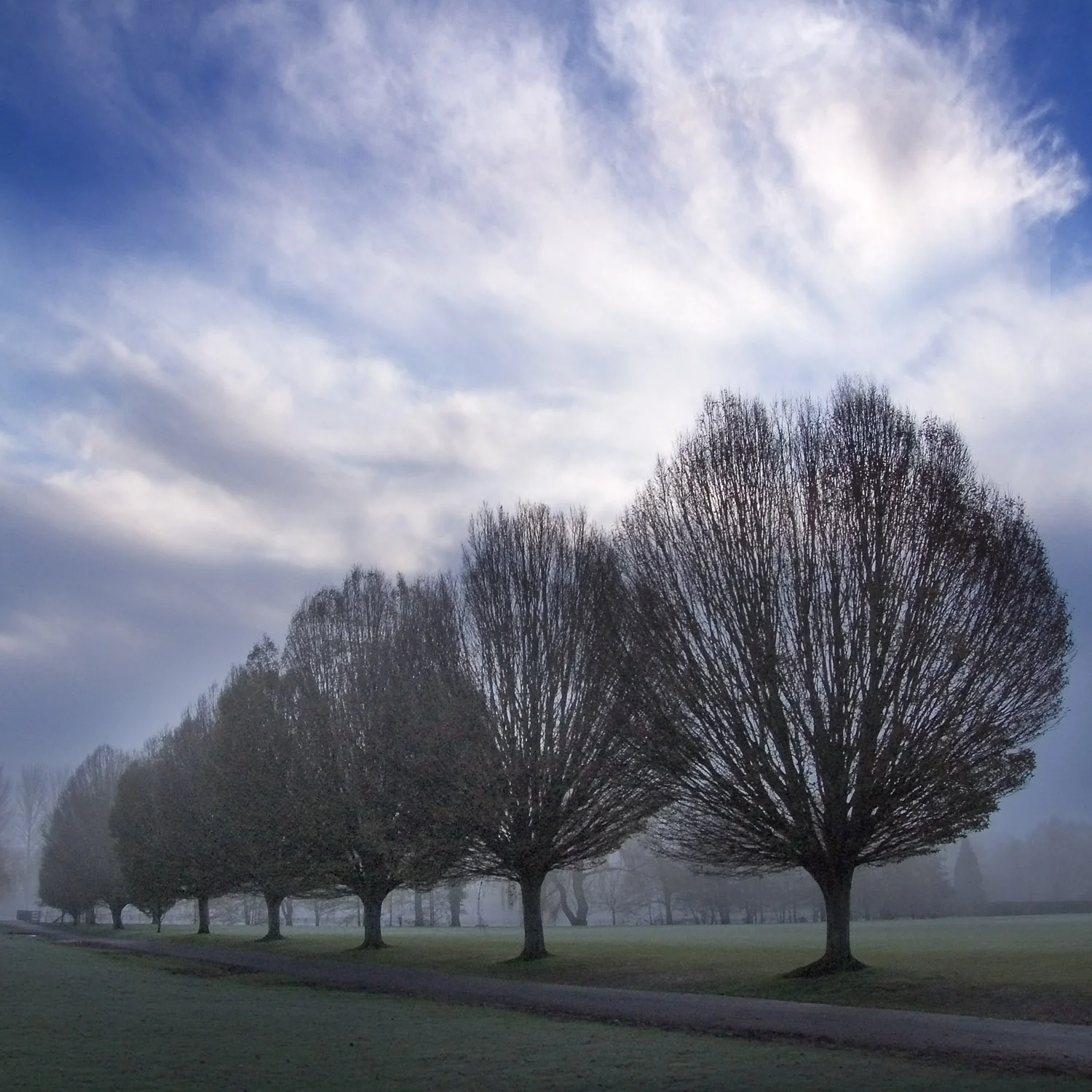 Stand of Whitebeams, North Walls Park