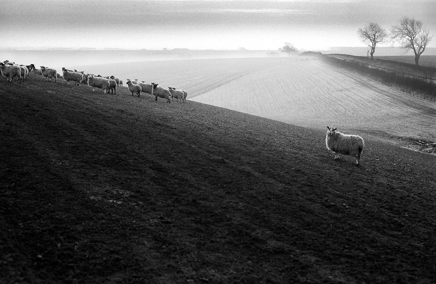 Sheep, Thoresway Grange Farm