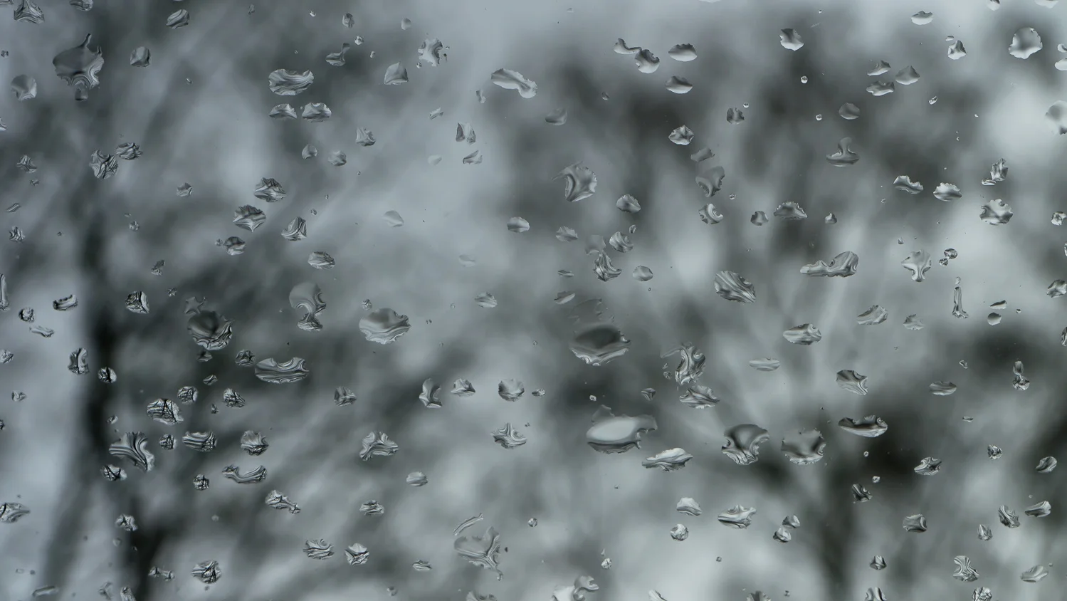 Rain & Trees, Micheldever