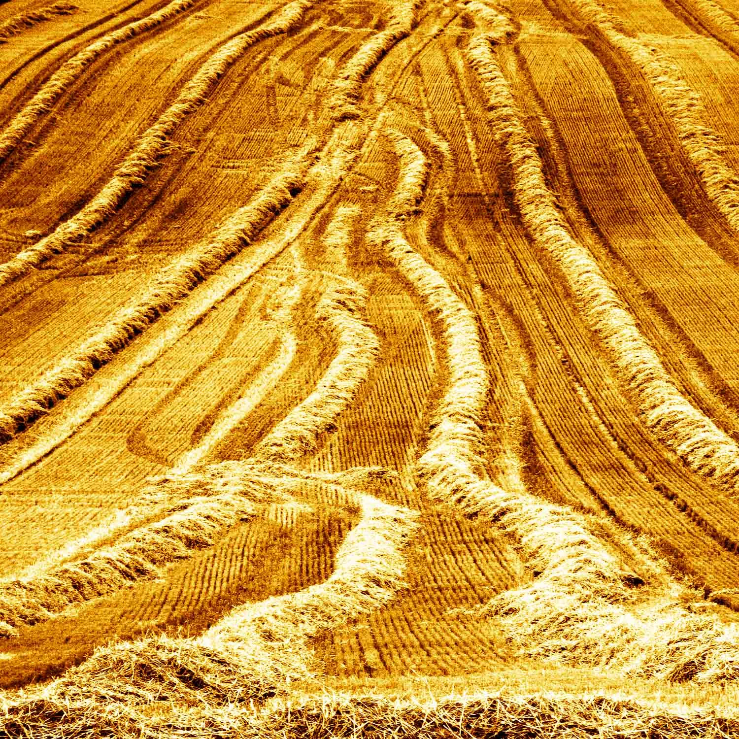 Harvested Field, Sparsholt