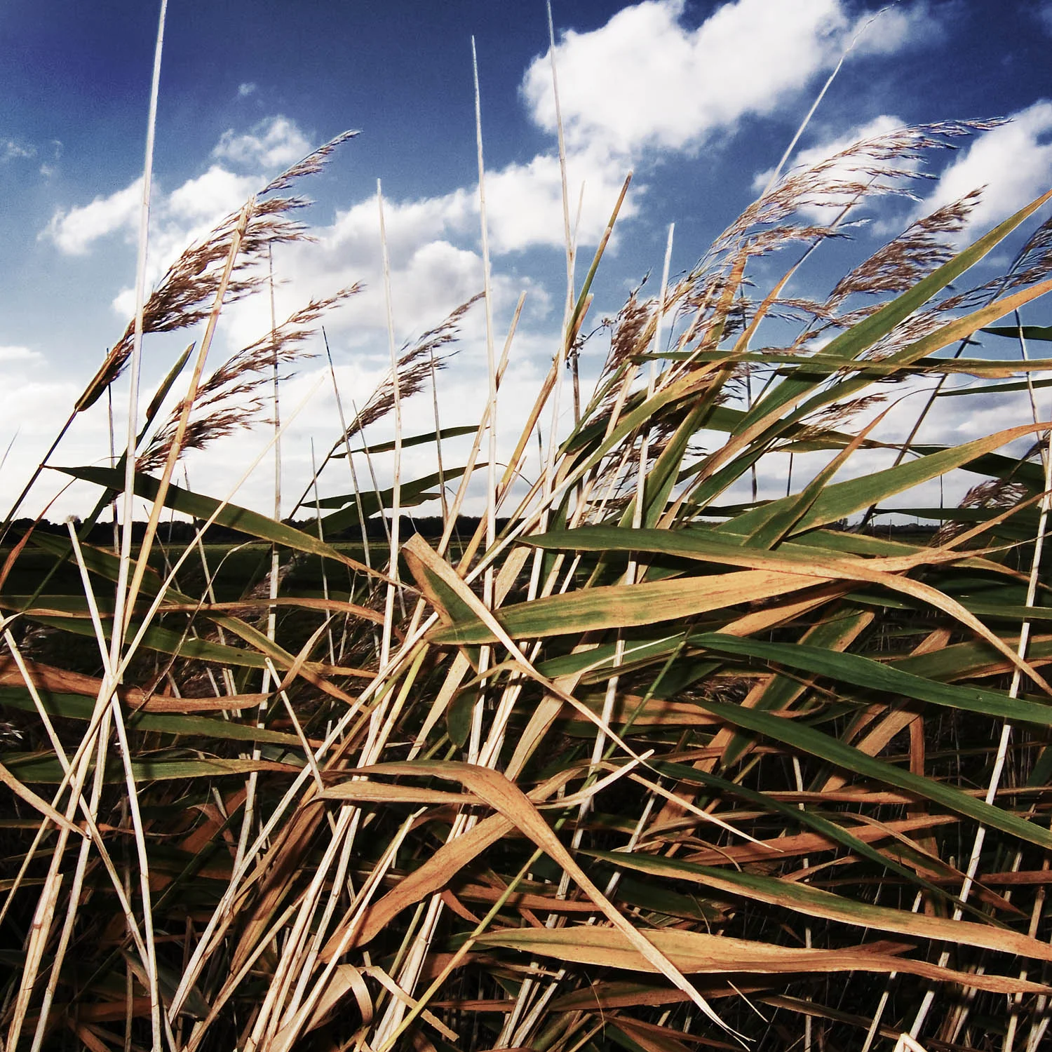 Reed & Grasses, Norfolk Broads