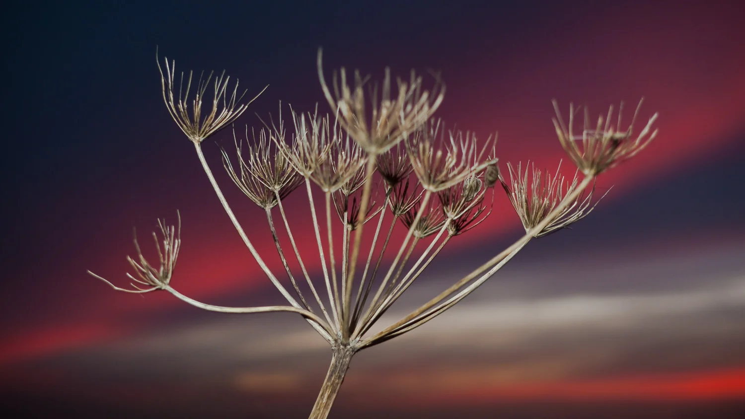 Sunset & Cow Parsley, Cheesefoot Head