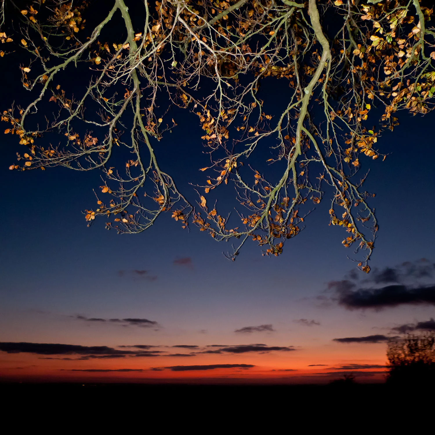 Autumn Branches, Fawley Down