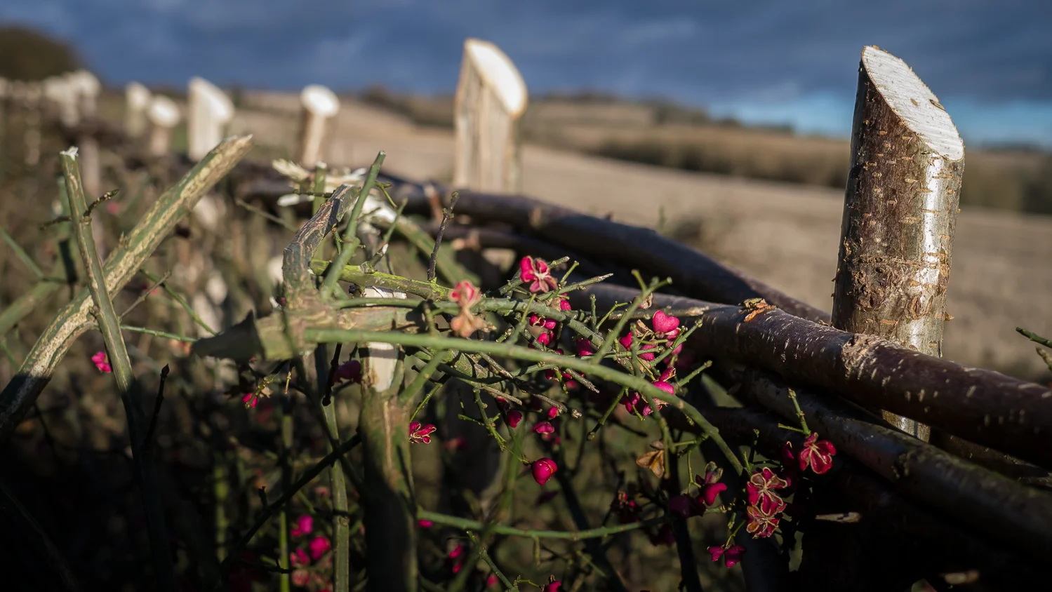 New Fence, Near Exton
