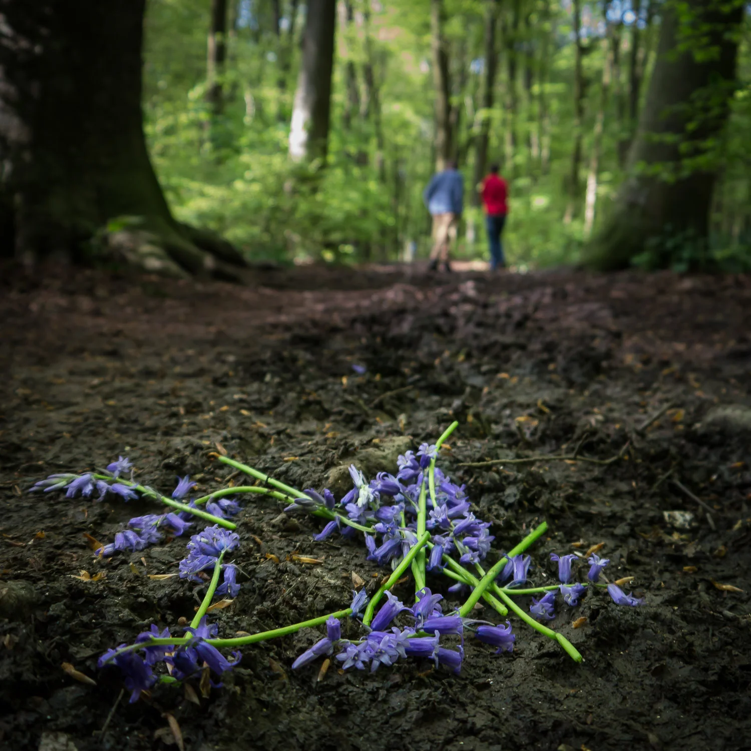 Discarded Bluebells