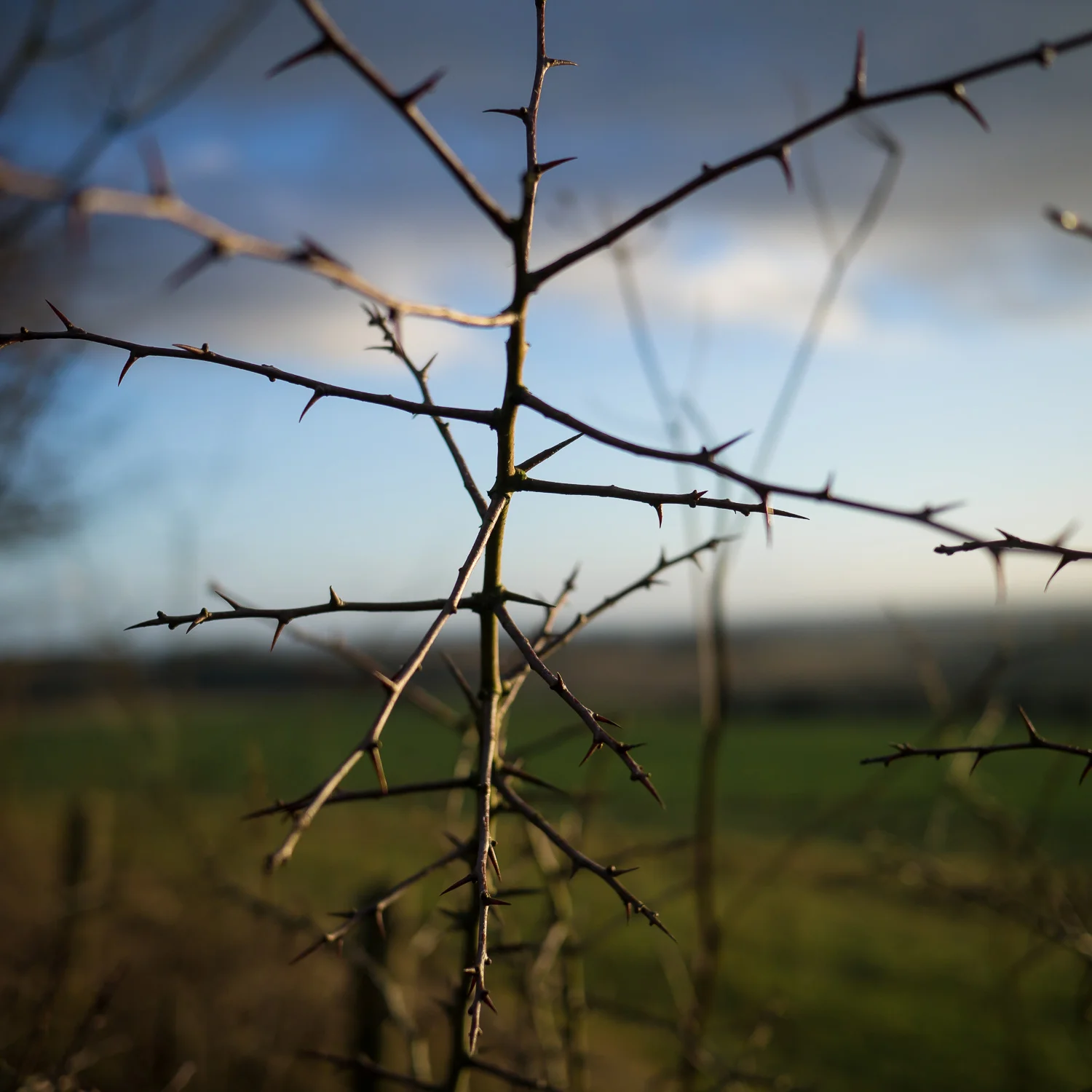 Bittersweet Thorns