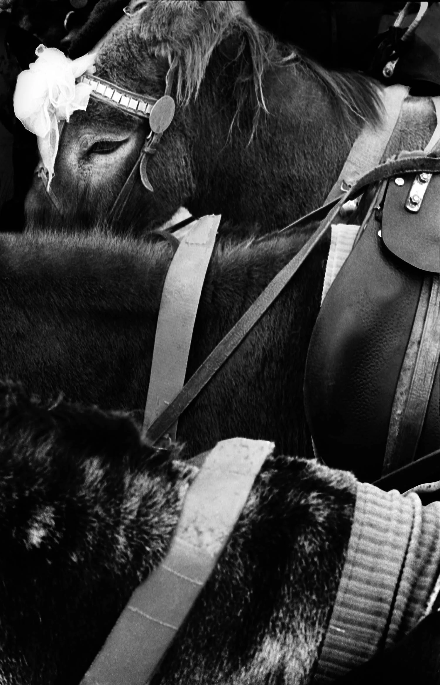 Cleethorpes Donkeys