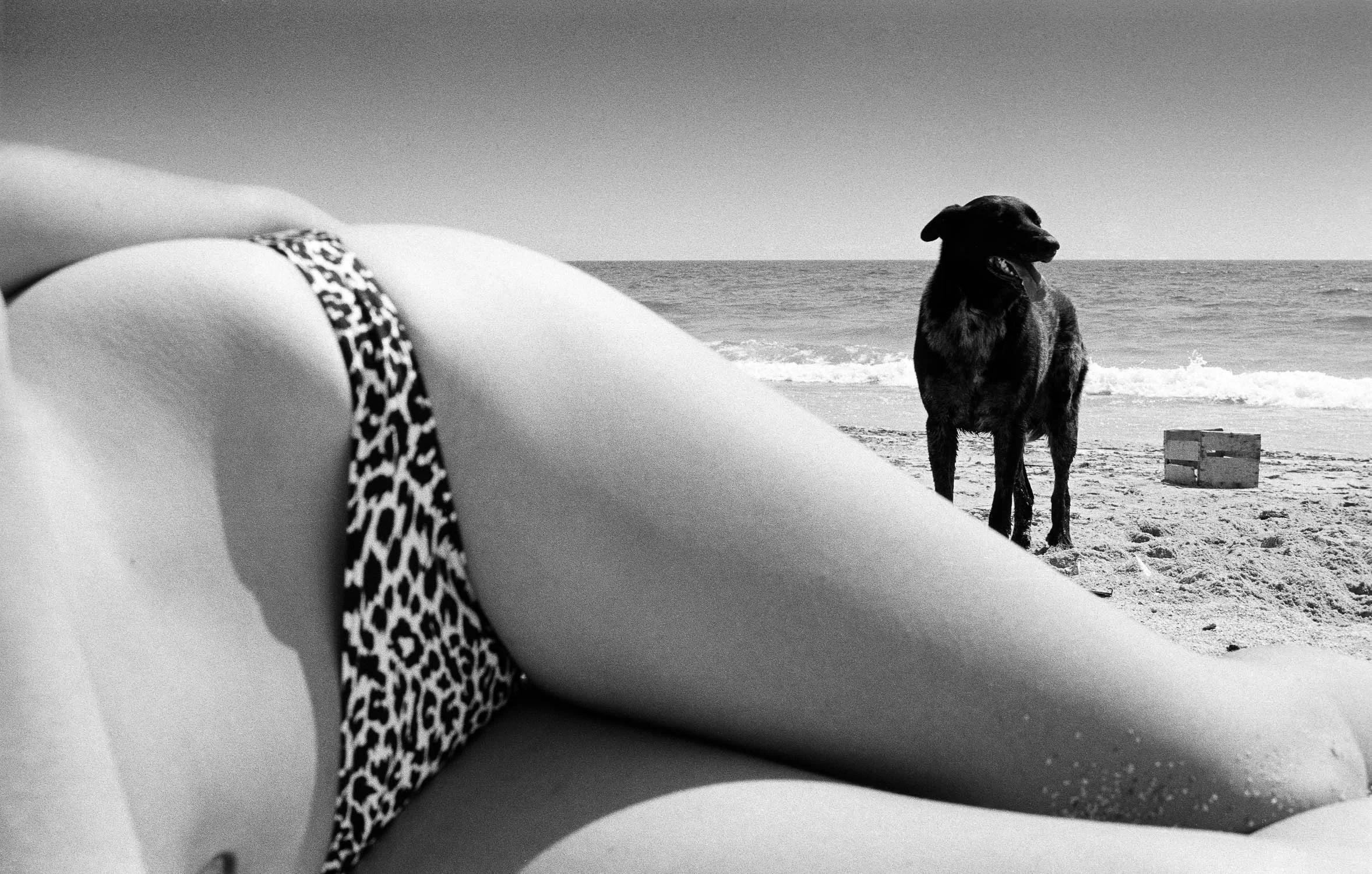 Dog on Beach, Almeira