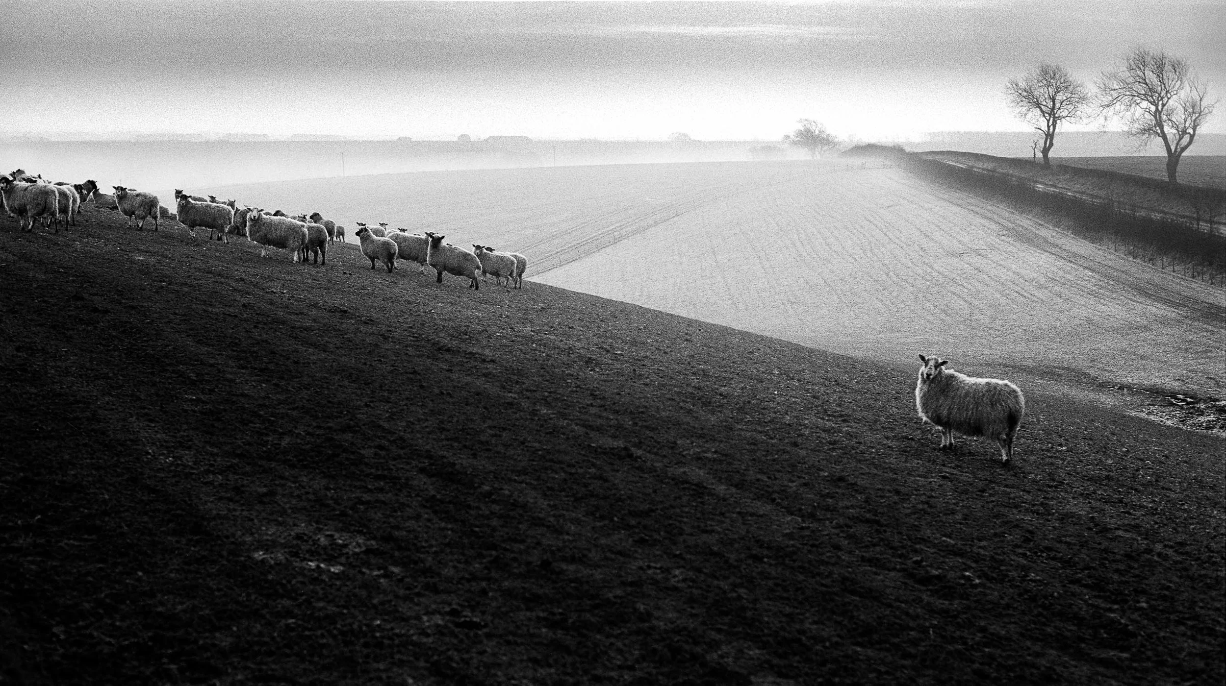 Sheep Thoresway