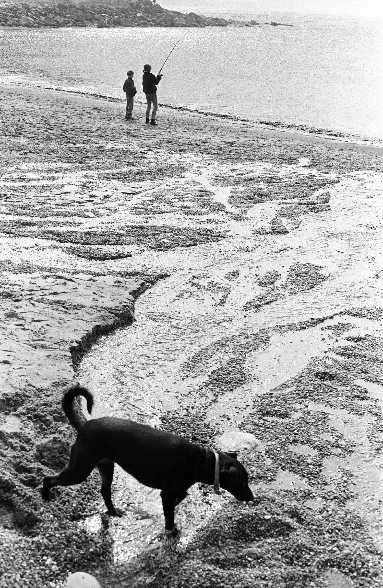Dog on Beach, Dorst