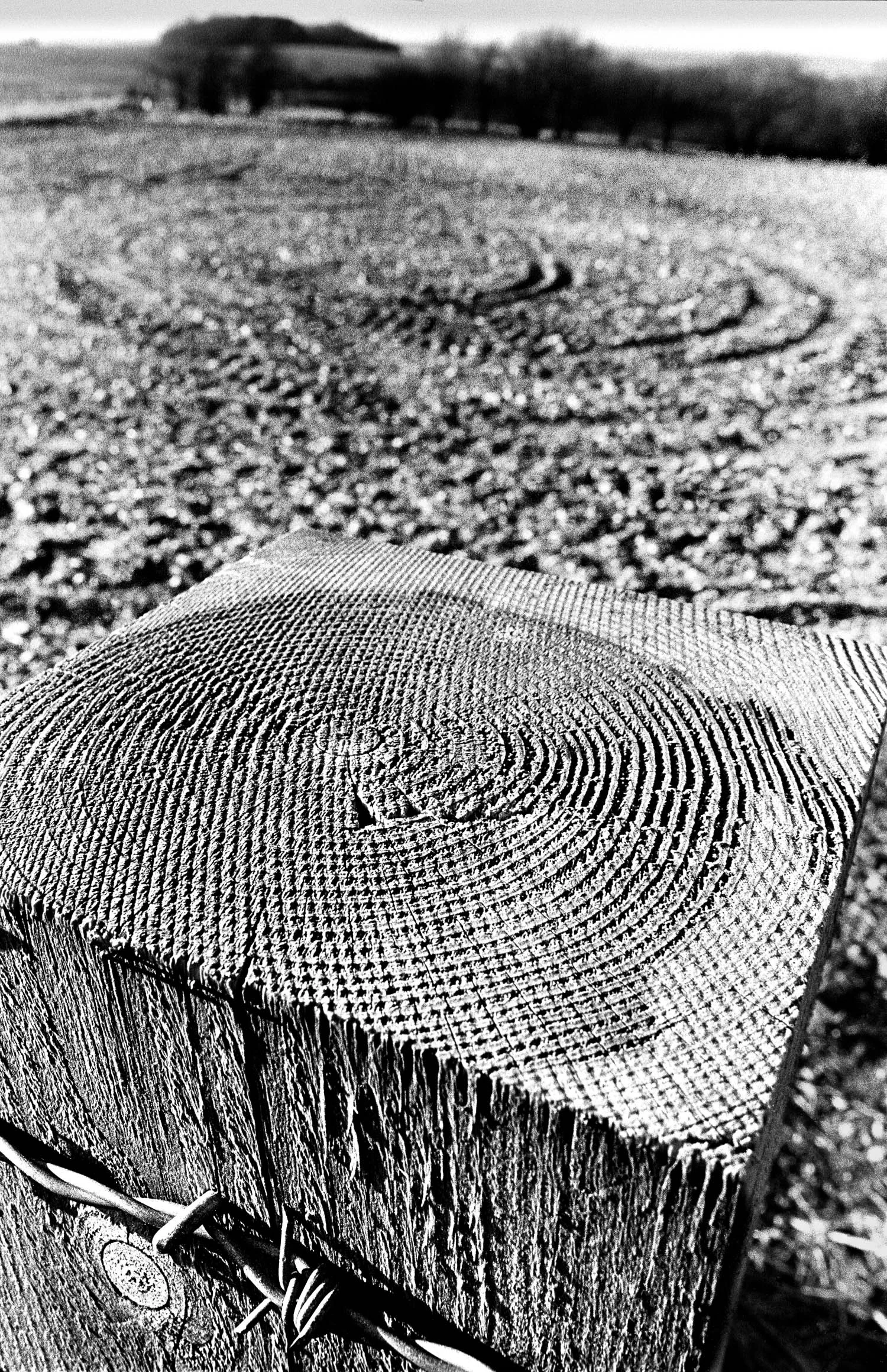 Circles, Cheesefoot Head