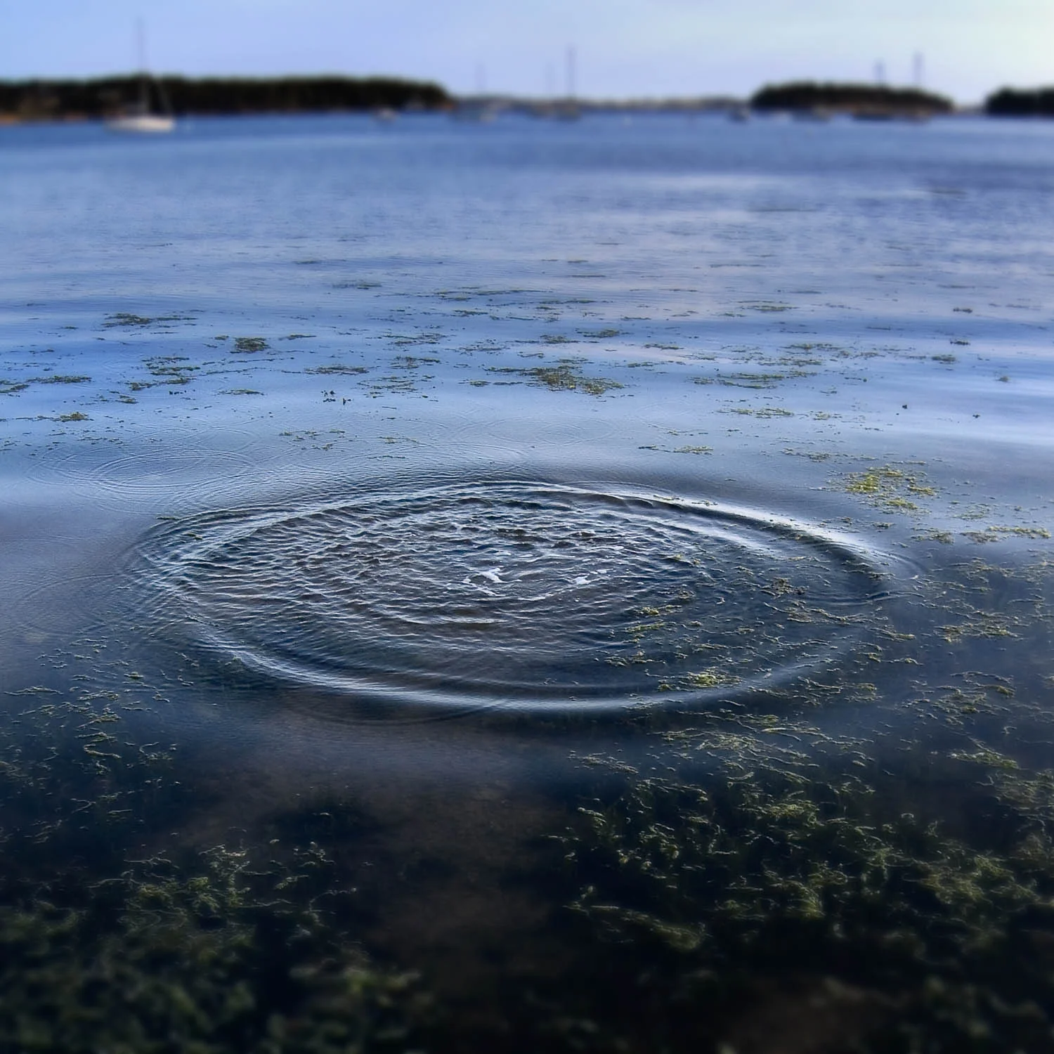 Ripple, Normandy