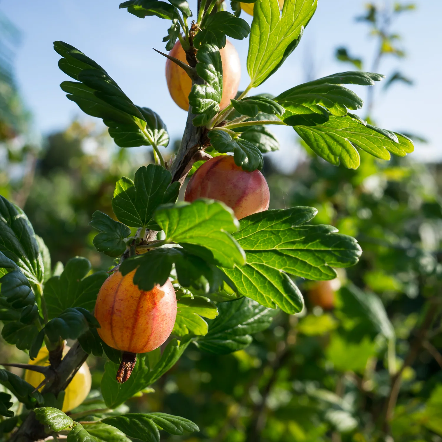 abundance-5.jpg