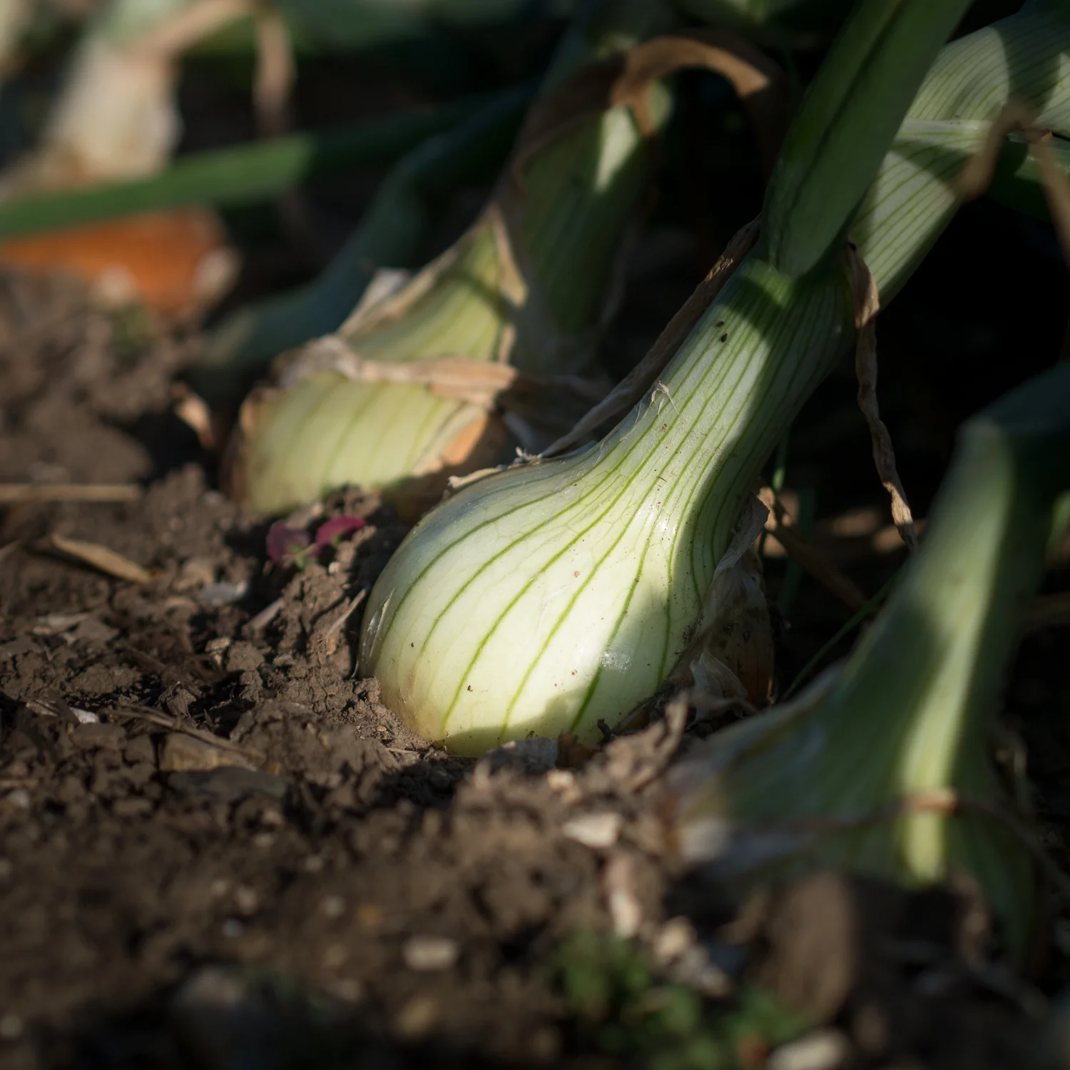 abundance-6.jpg