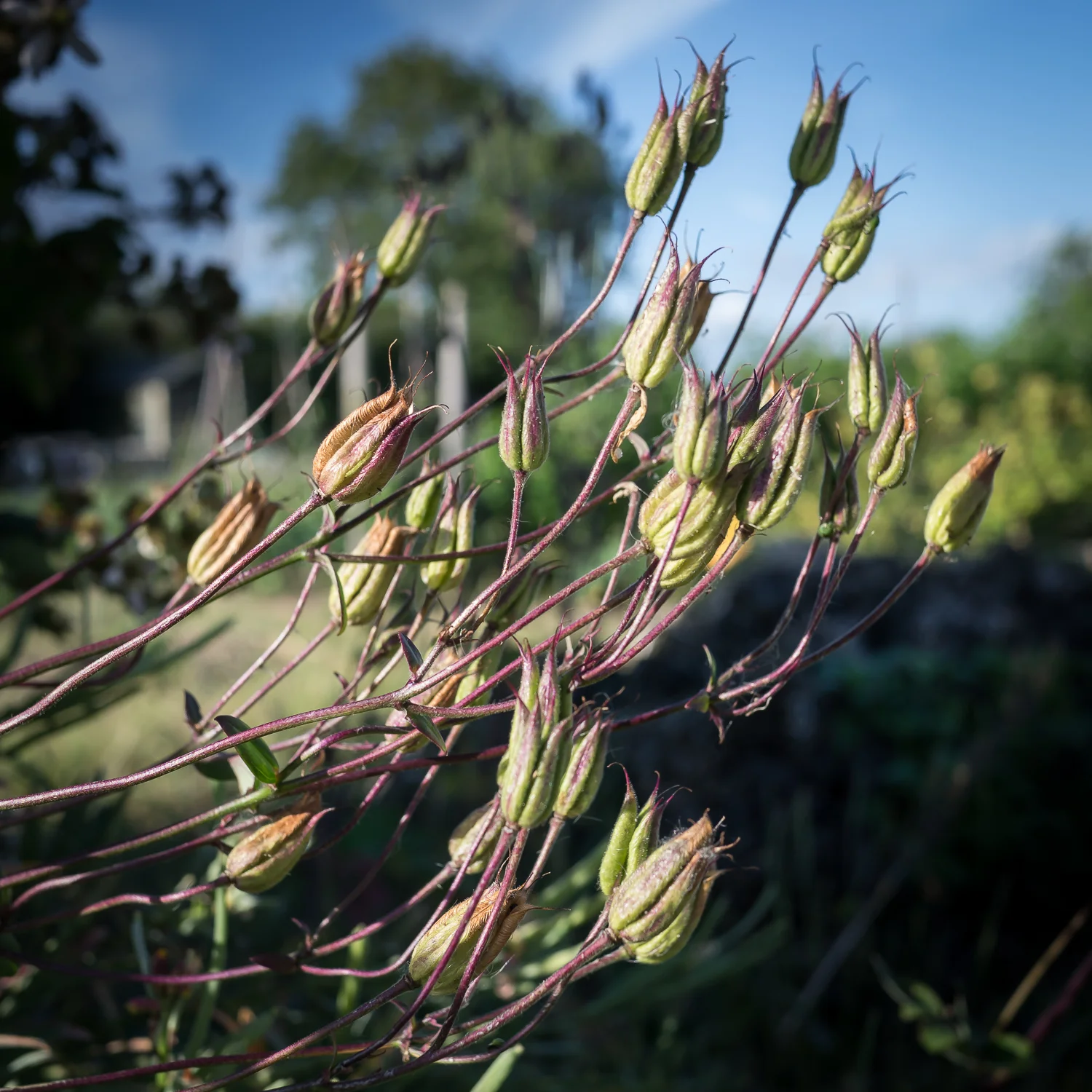 abundance-2.jpg