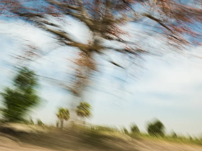 The Moving Trees of Myanmar