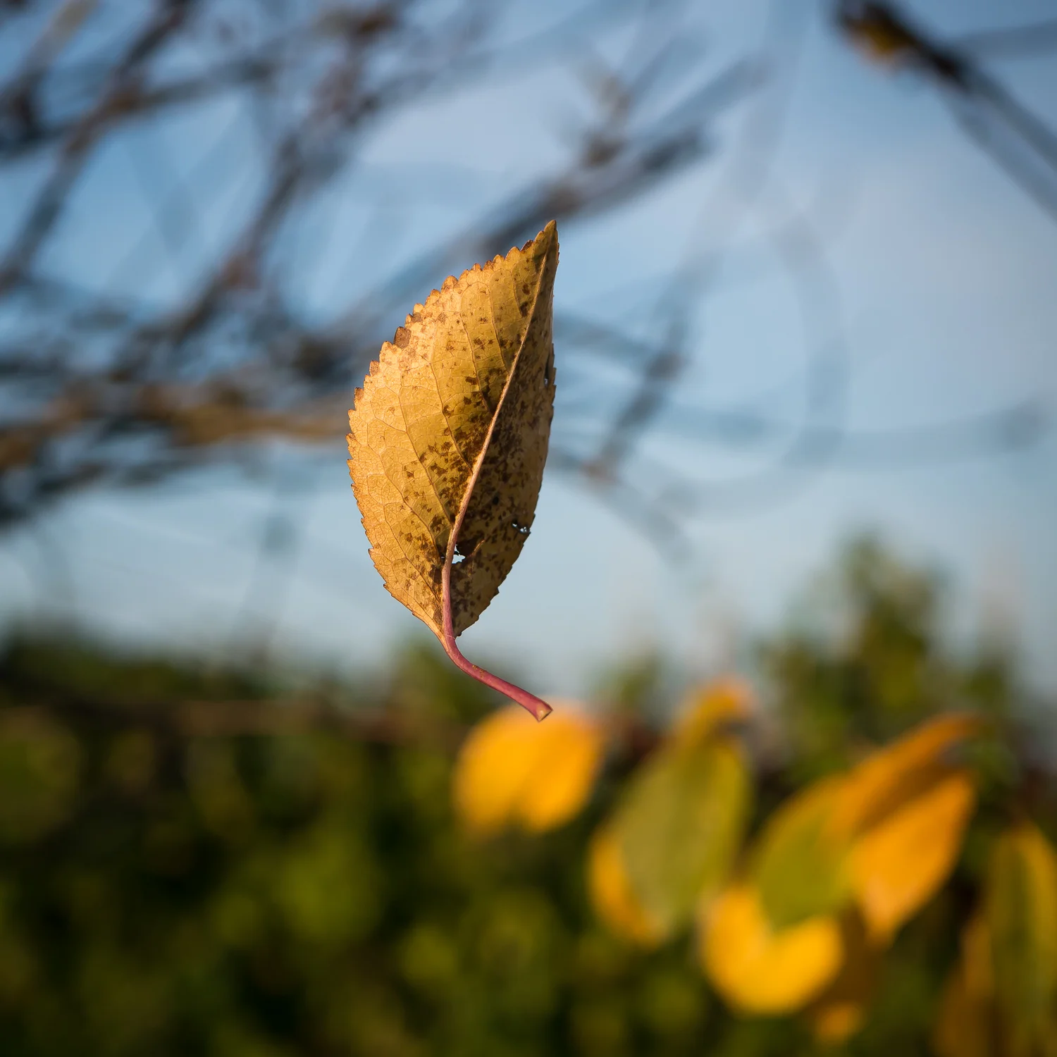walk_in_the_park-3.jpg