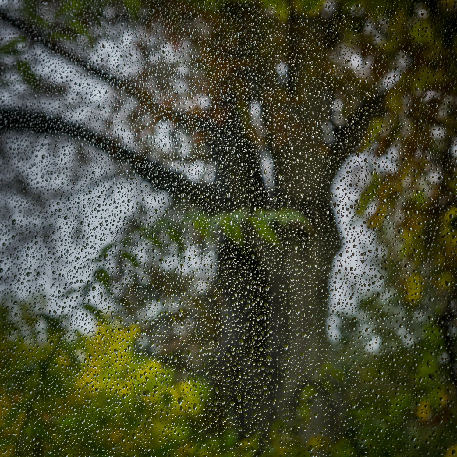 walk_in_the_park-2.jpg