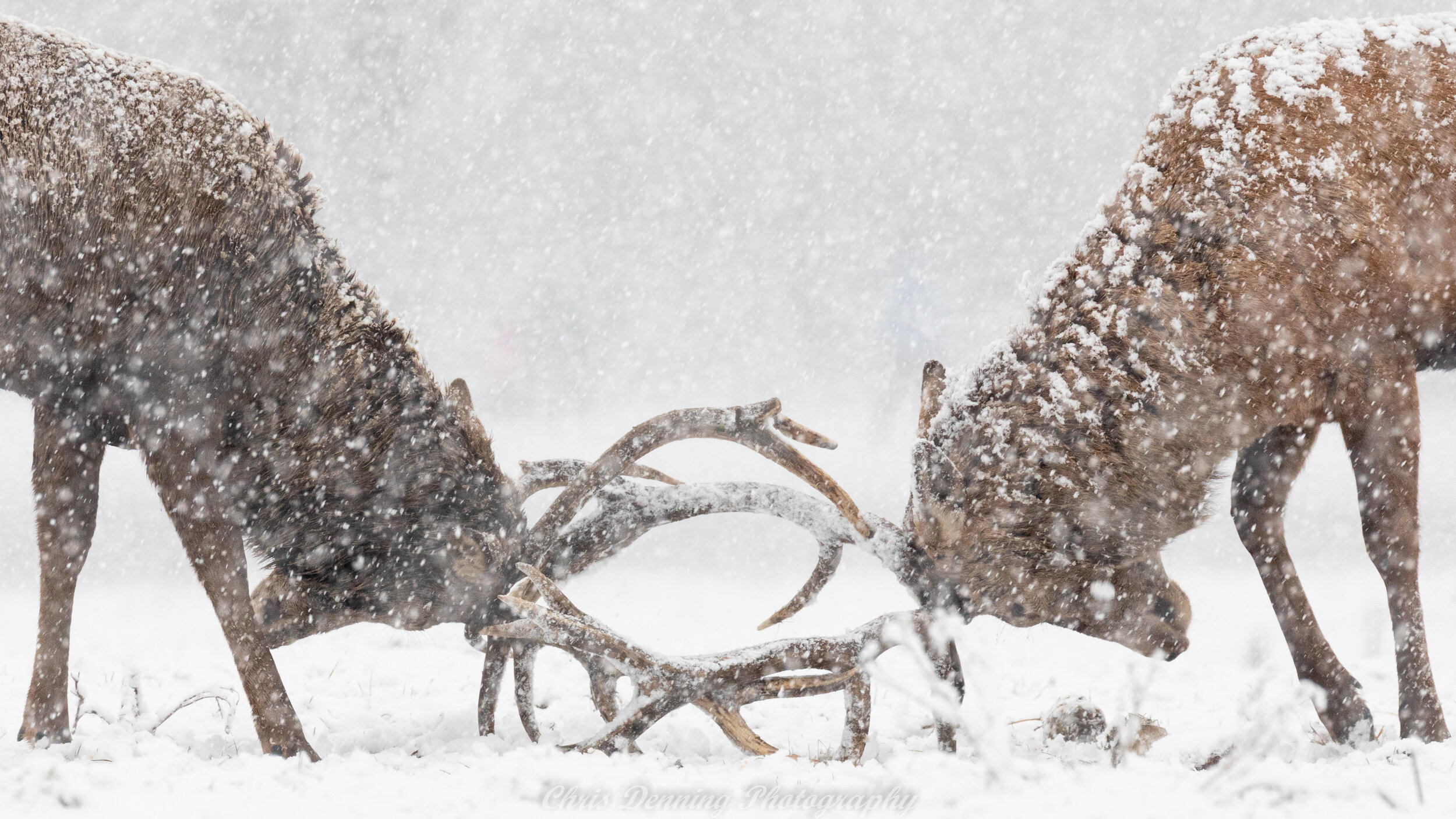Red deer sparring in a blizzard