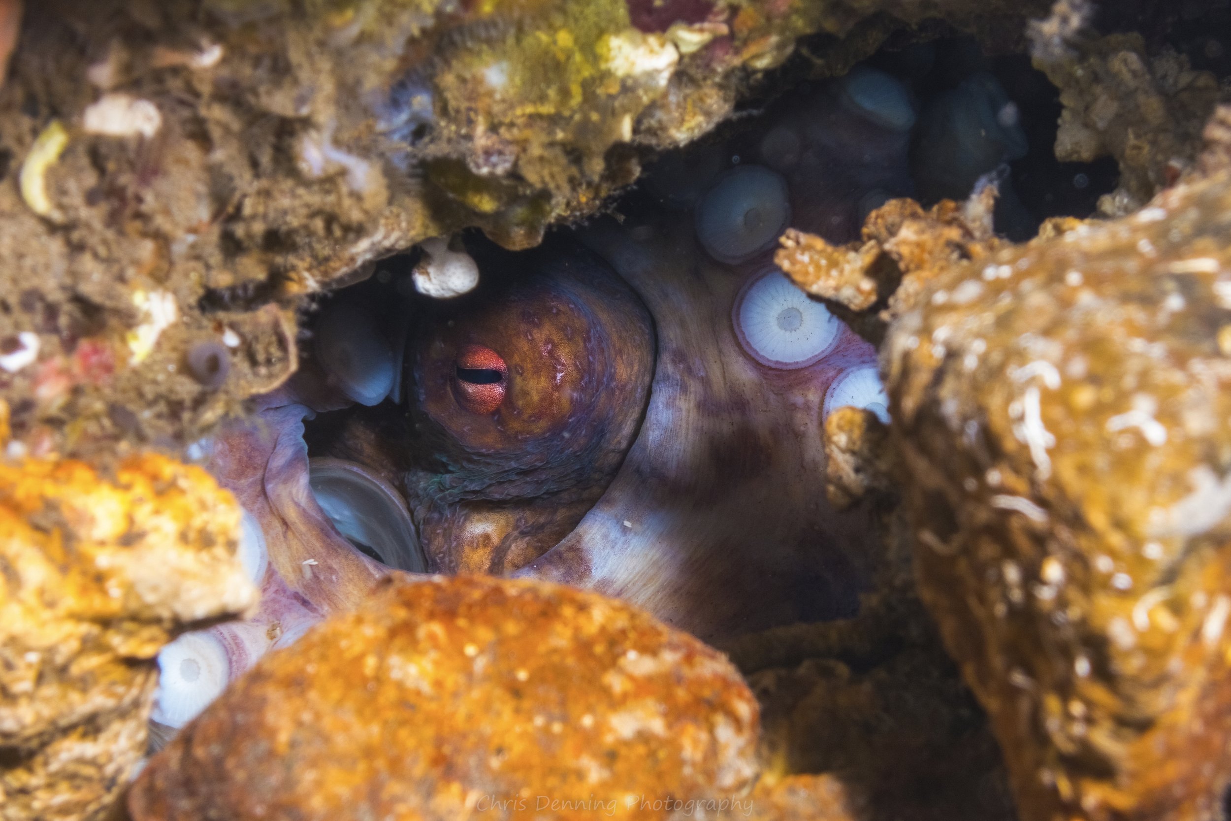 2012-152 Octopus, Raja Ampat
