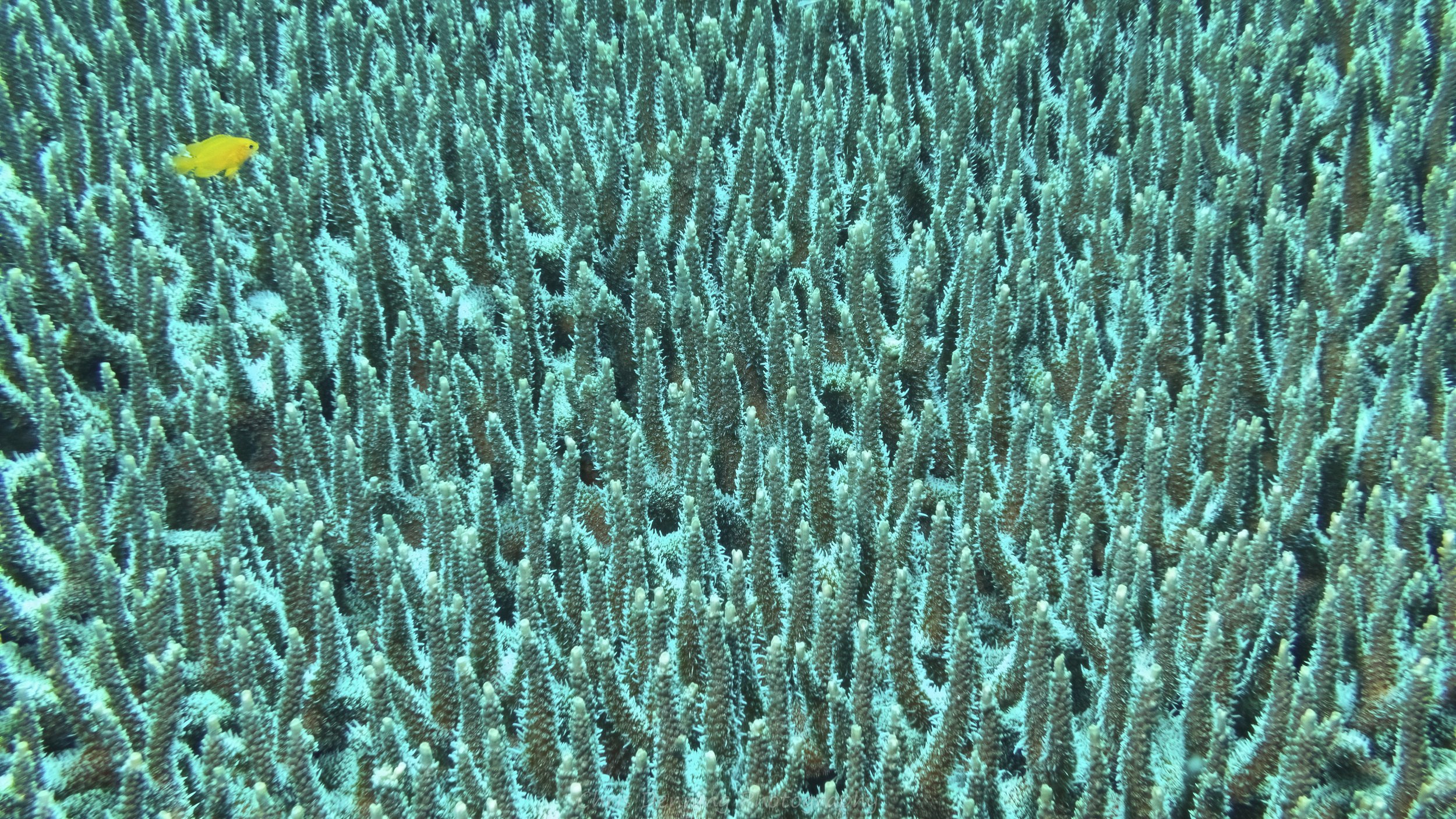 2012-161 Coral, Raja Ampat