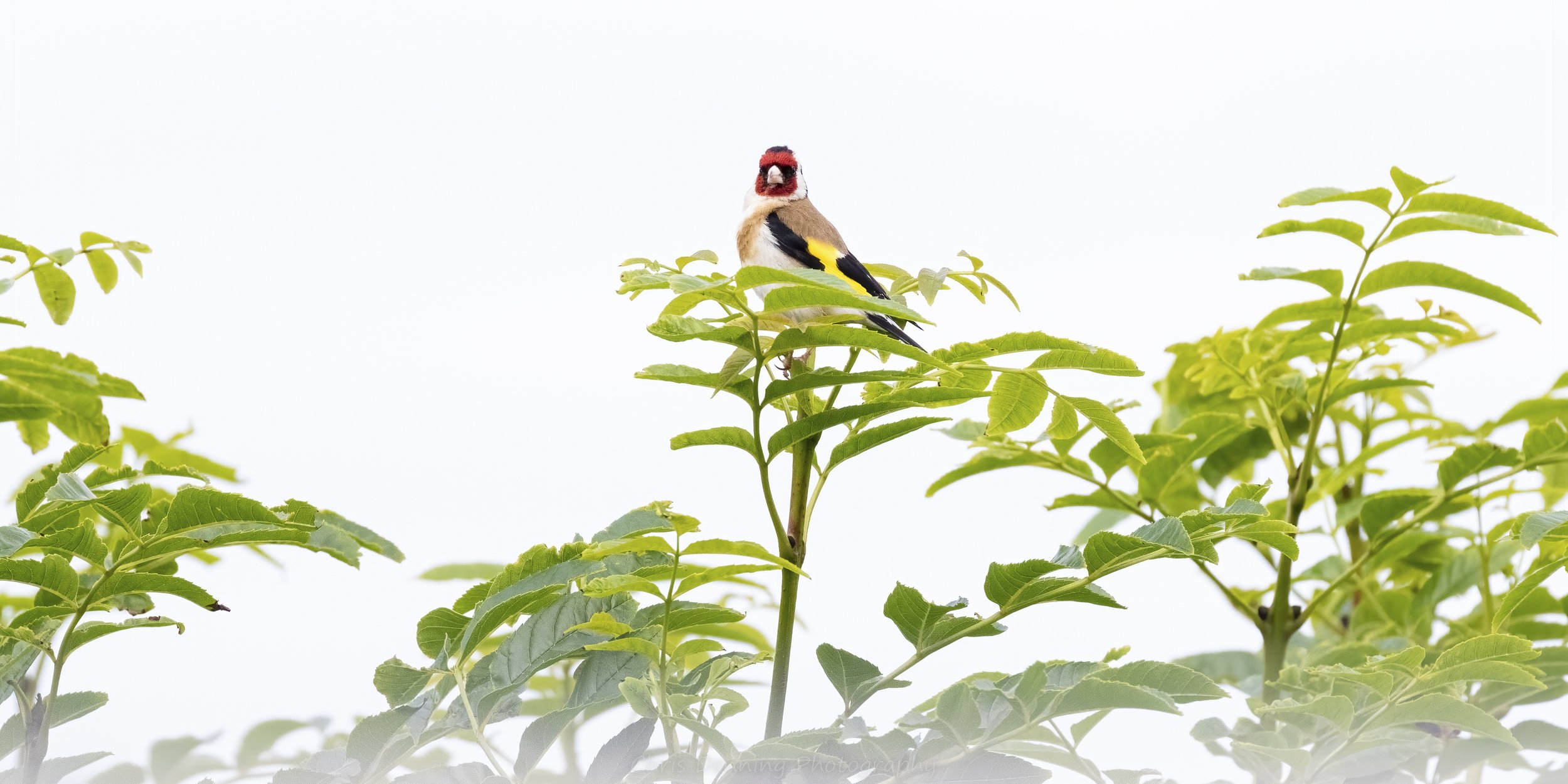 2022-1589 Goldfinch, Corrie House, Kintyre