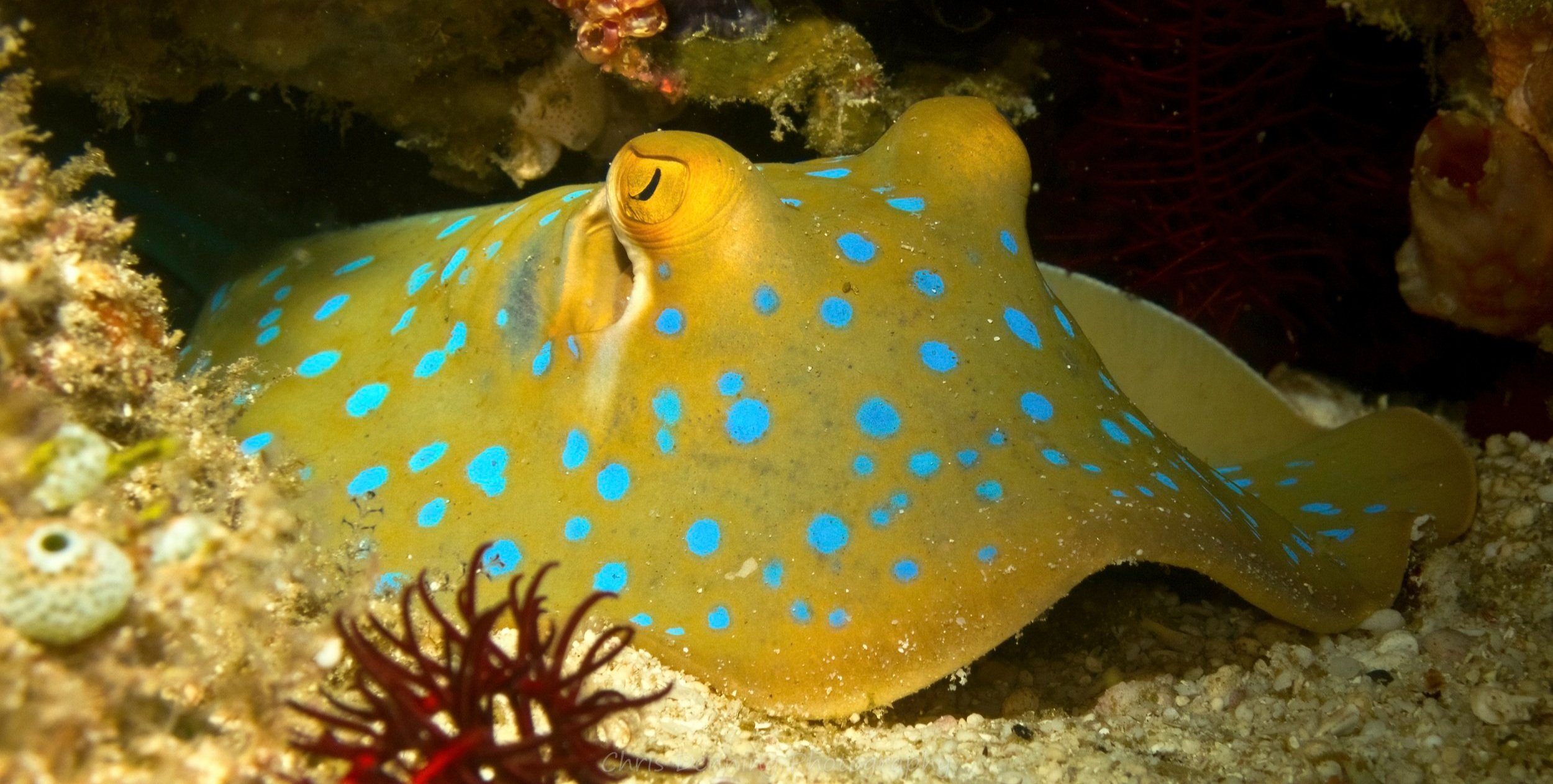 2012-412 Blue-spotted stingray, Raja Ampat