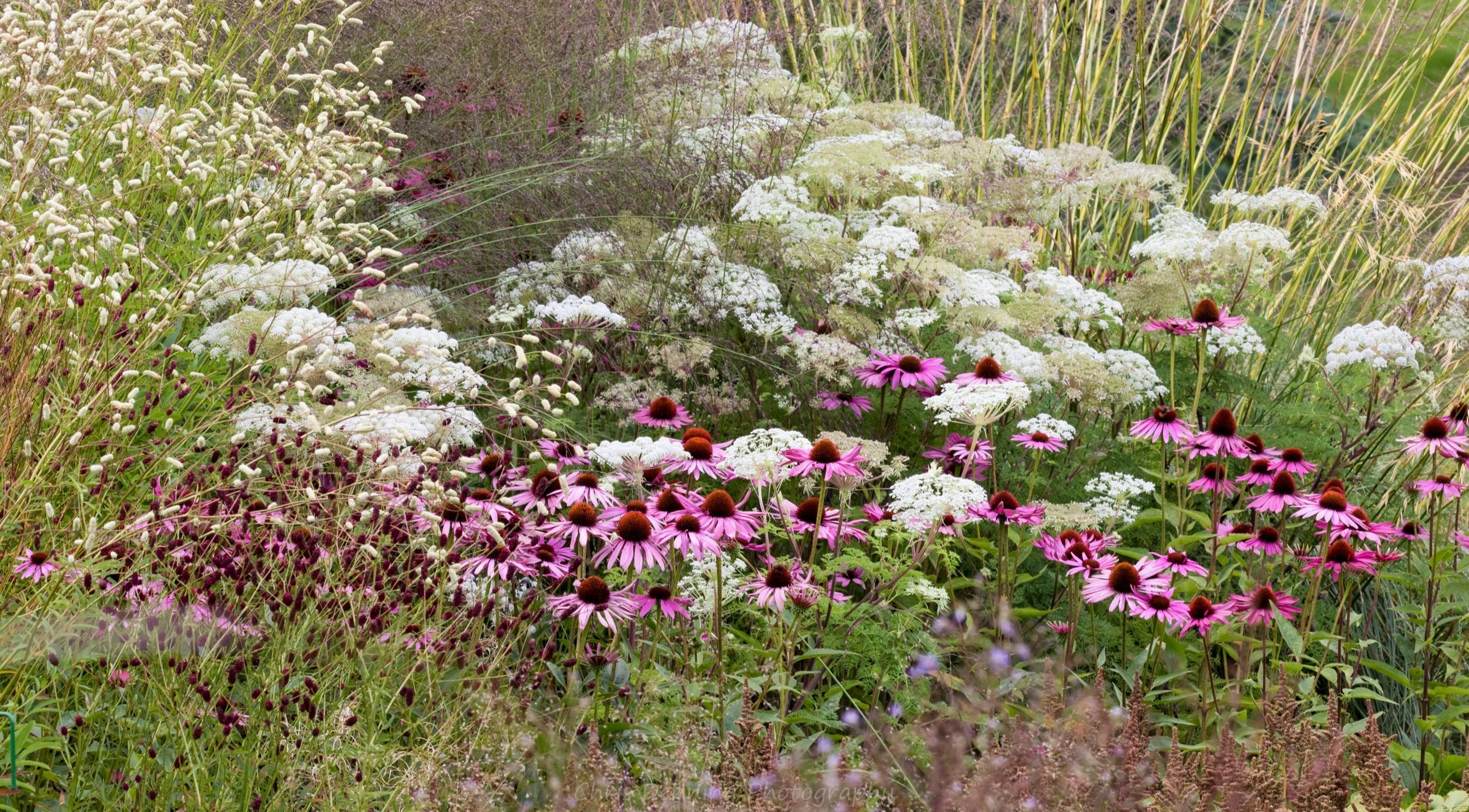 2015 Flowers, Trentham Gardens