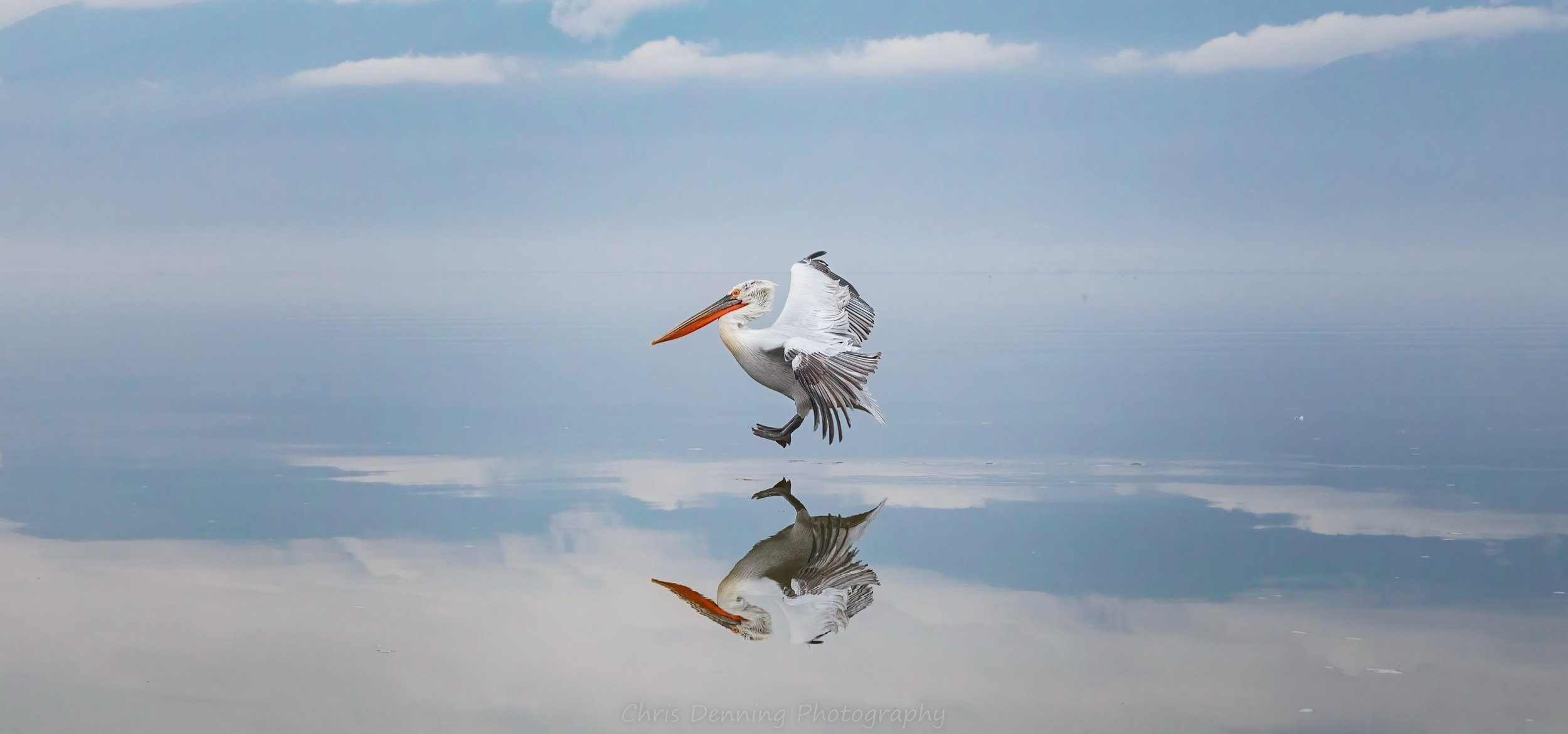 2023-0056 Pelicans, Lake Kerkini, Greece