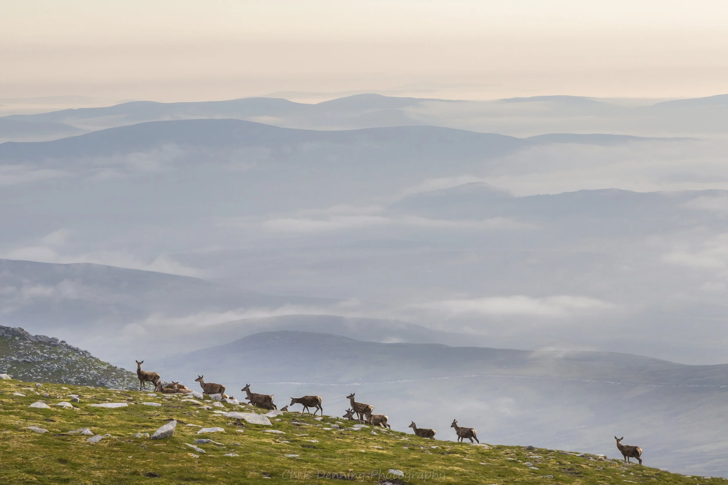 2018-441 Deer, Lochnagar, near Braemar