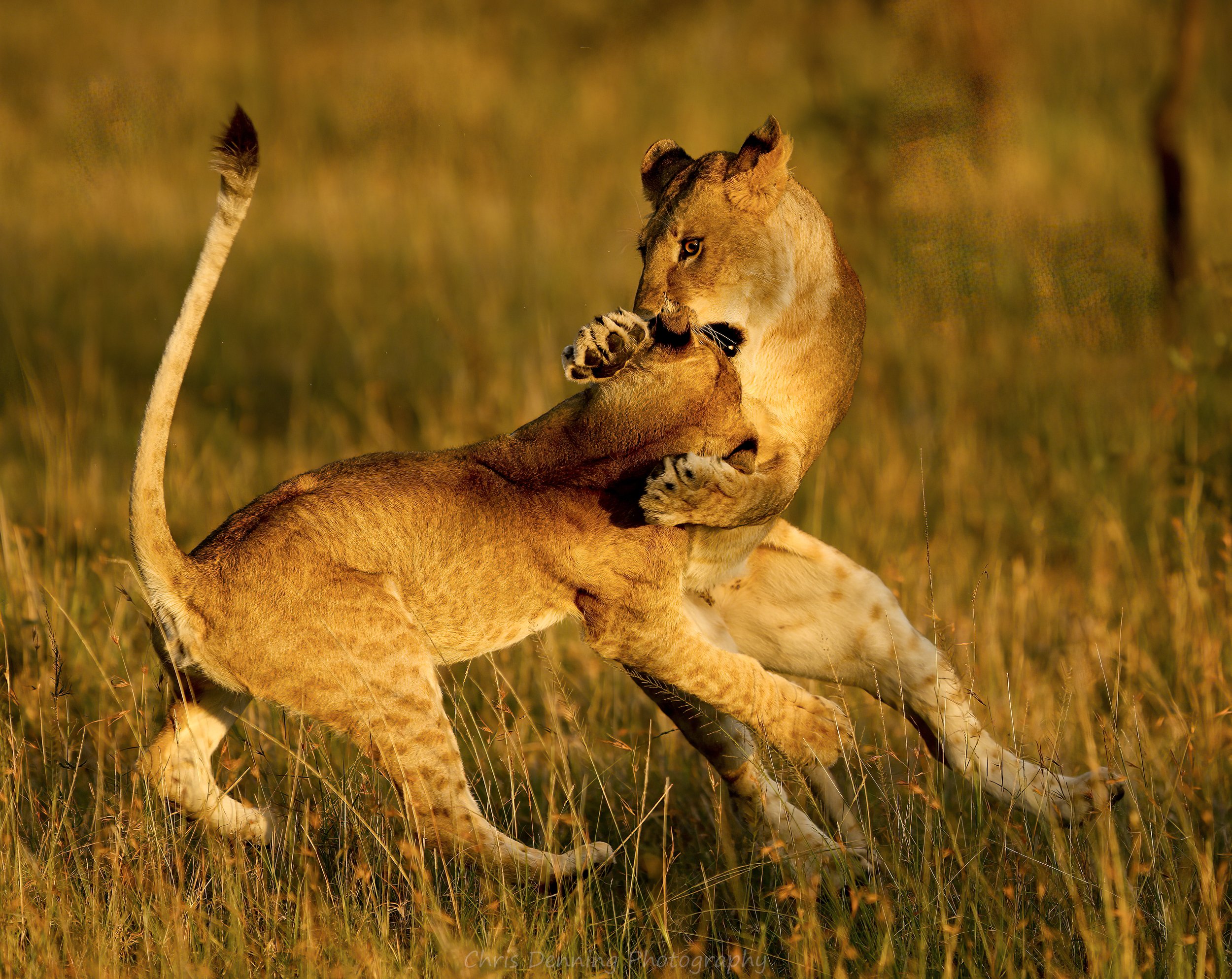 Lionesses play fighting (Kenya)