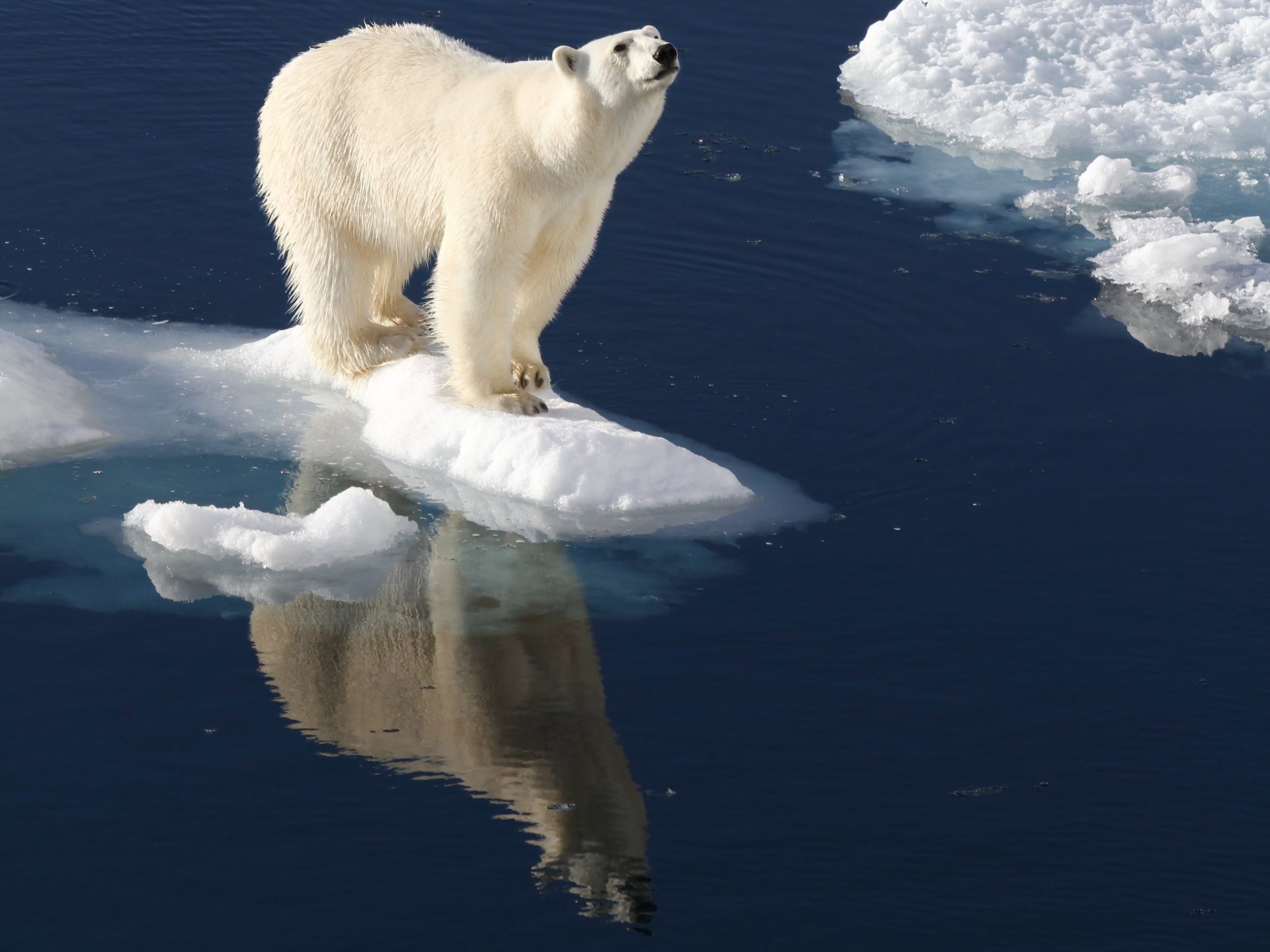 Polar bear reflection (Svalbard)
