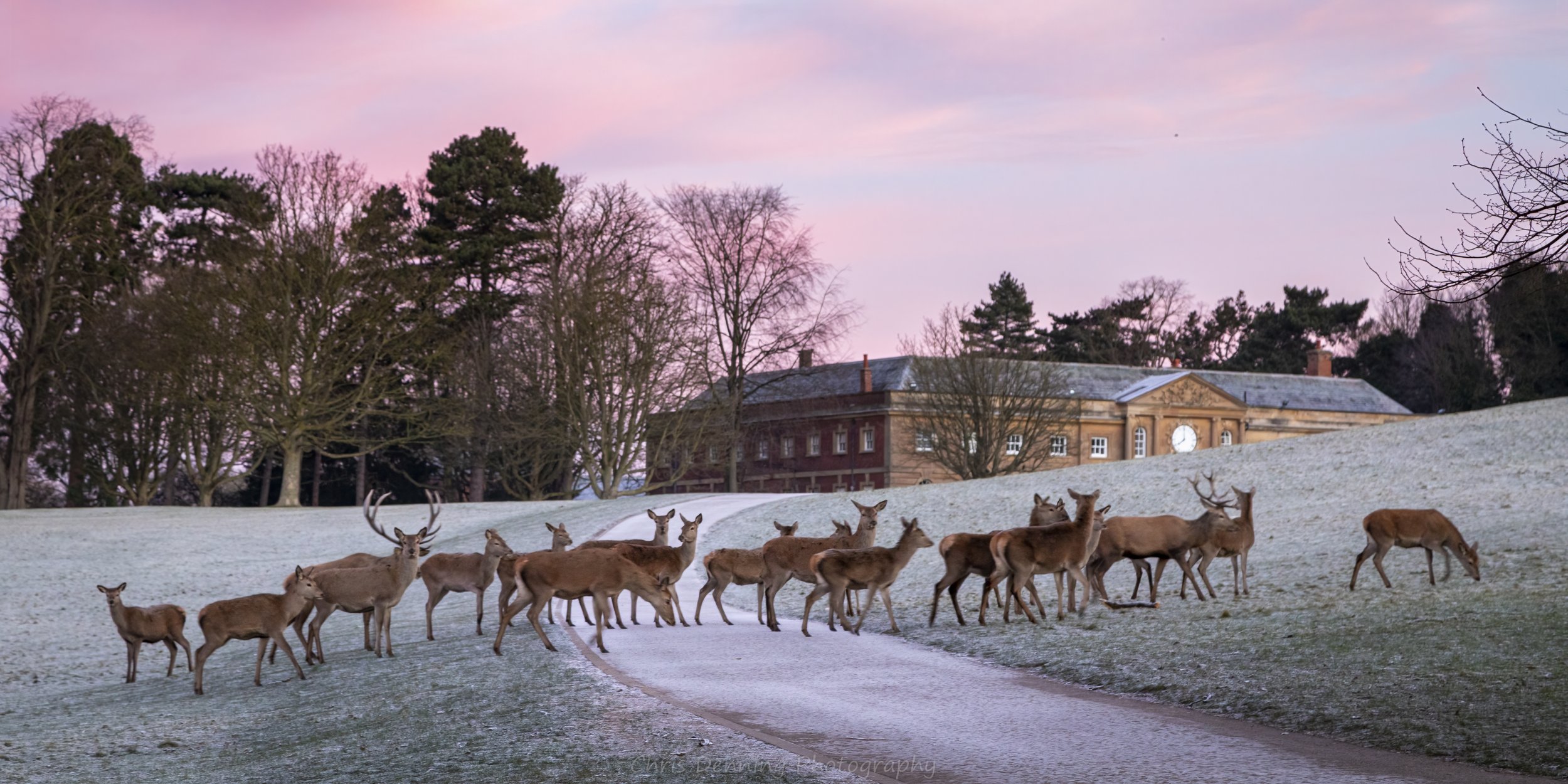 2024-0111 Red deer, frosty sunrise, Wollaton Hall