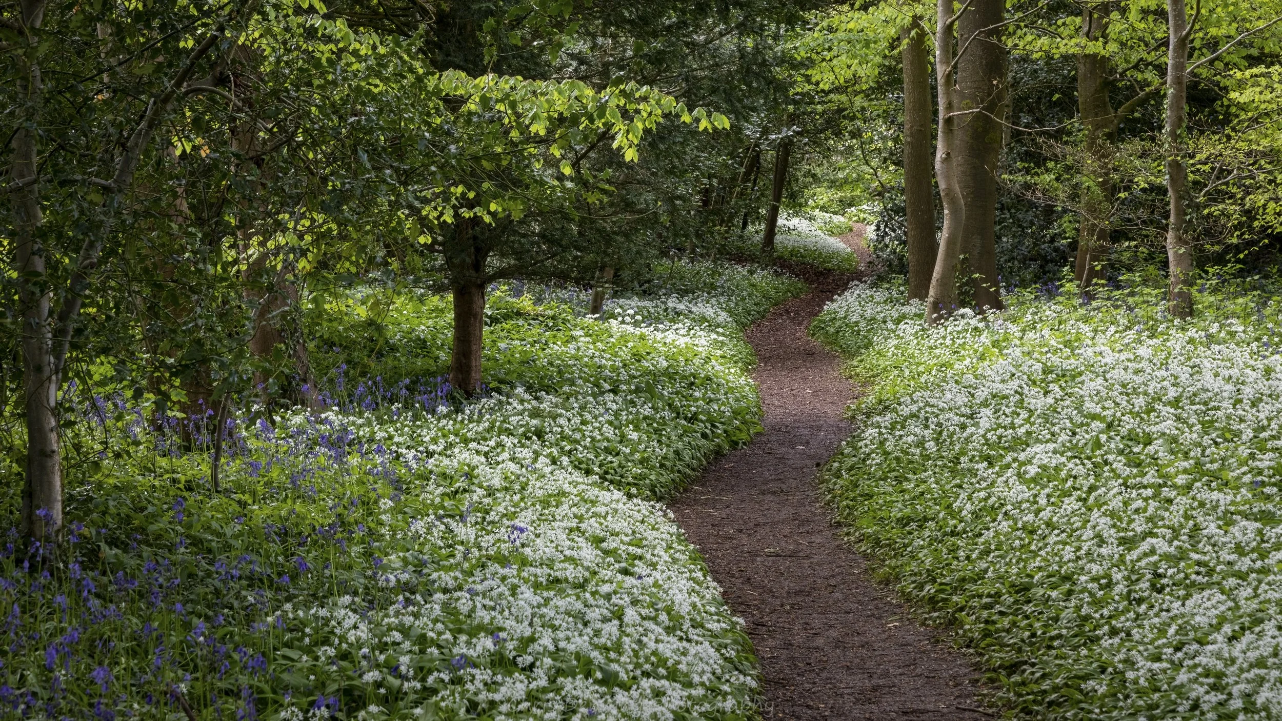 Wild garlic, Cerney House, Cotswolds (2024-0653)