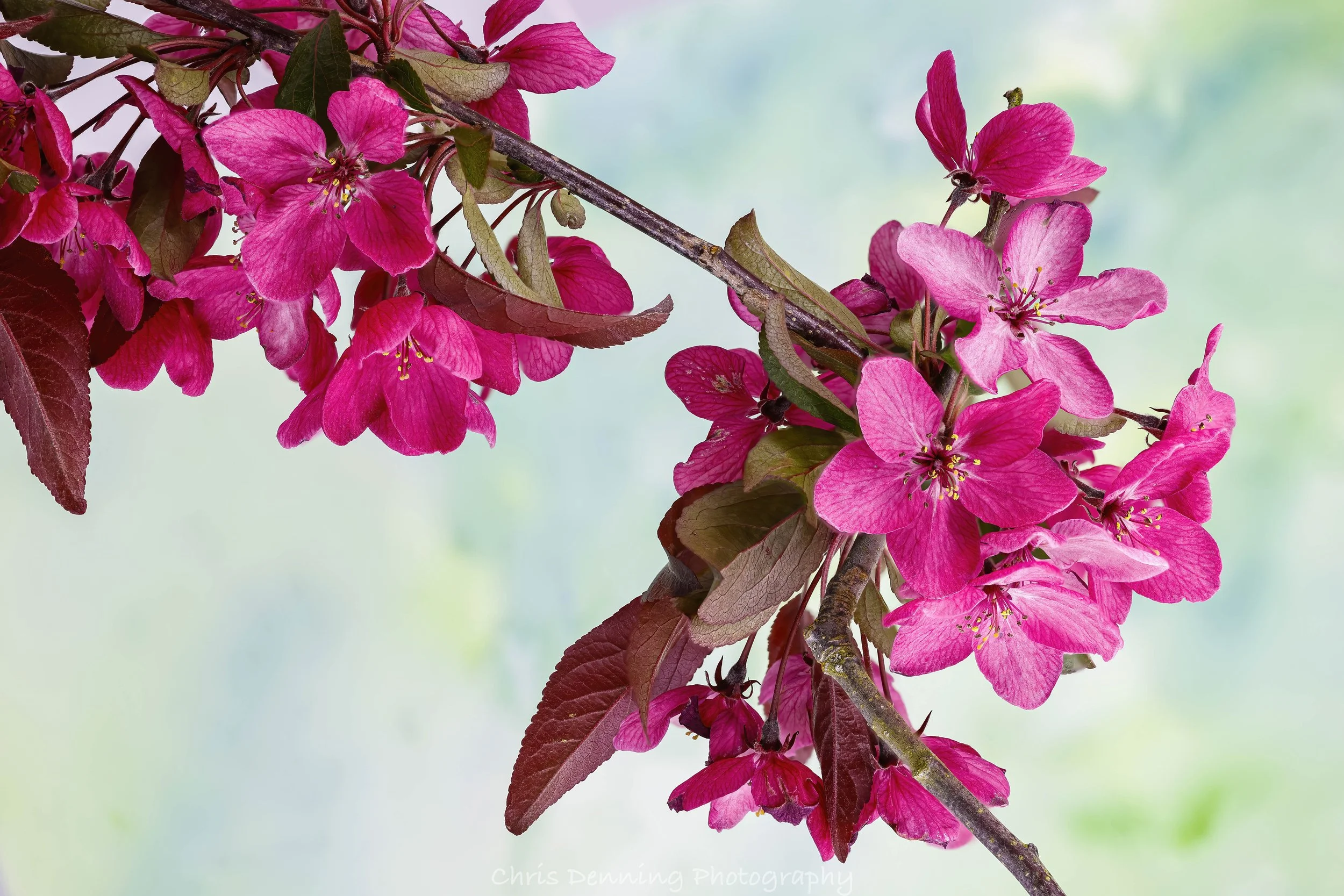 2025-0263 Blossom