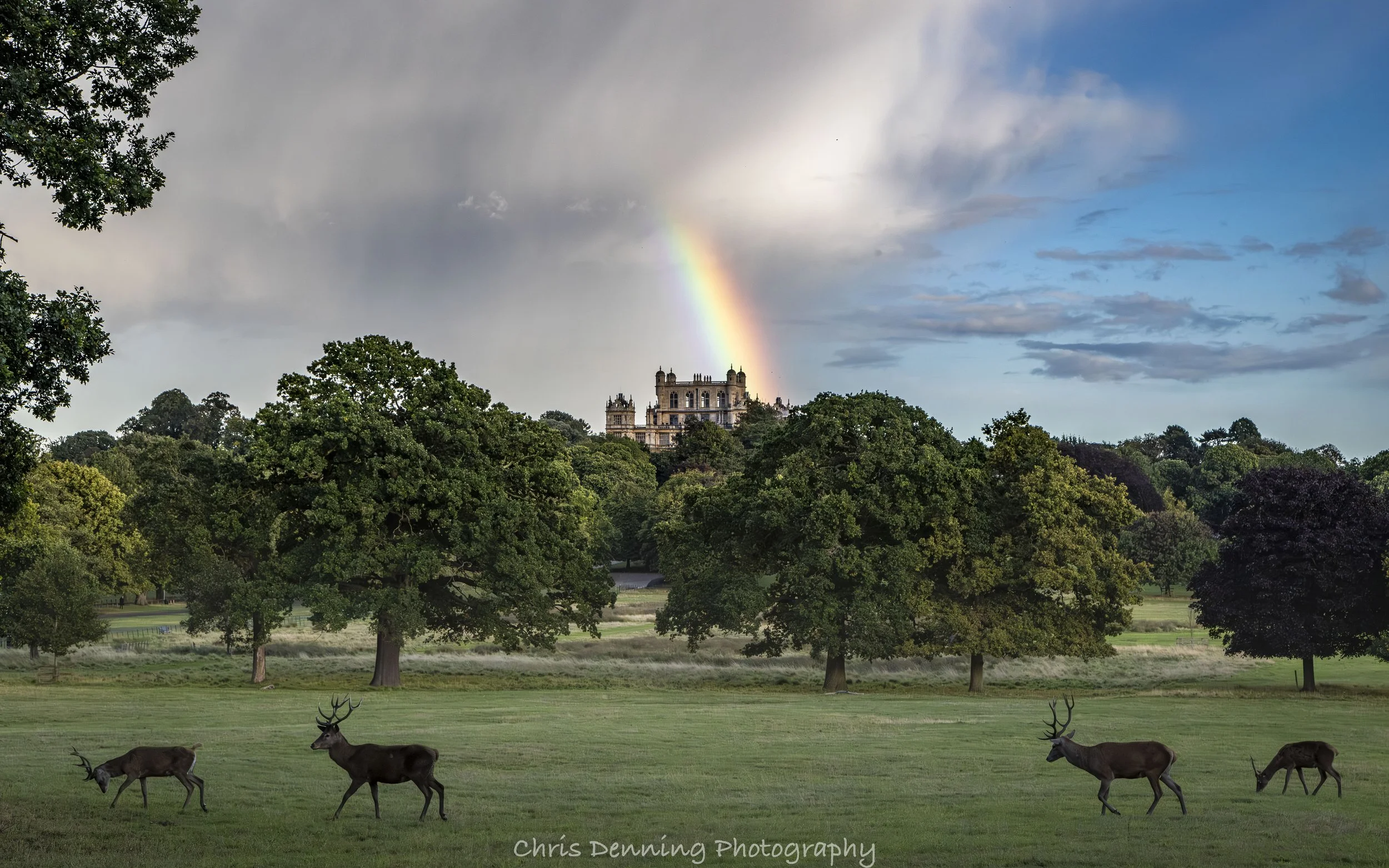 2025-1356 Rainbow over deer and Wollaton Hall