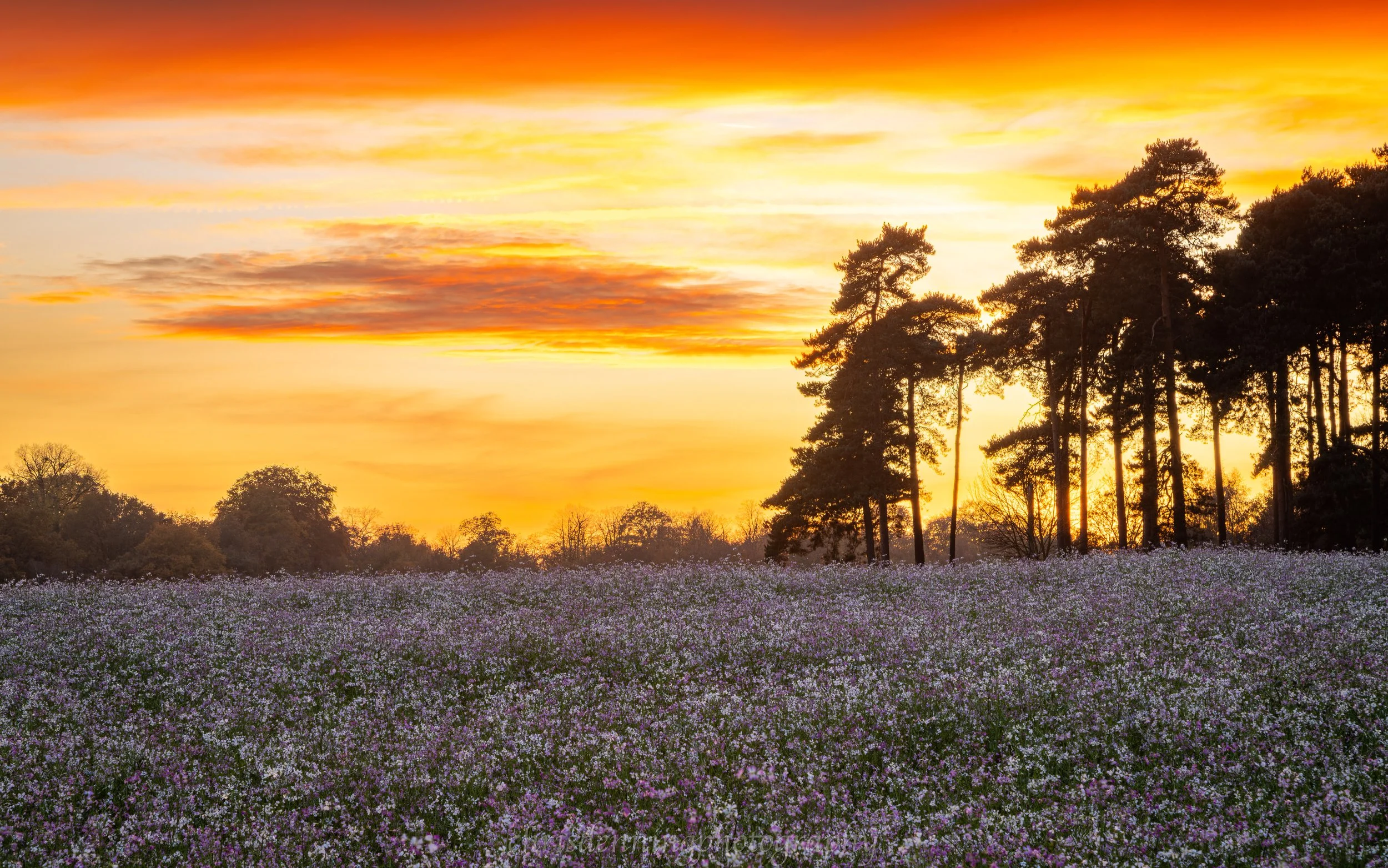 2025-1845 Field of Phacelia tanacetifolia at sunset near Clumber Park, Notts