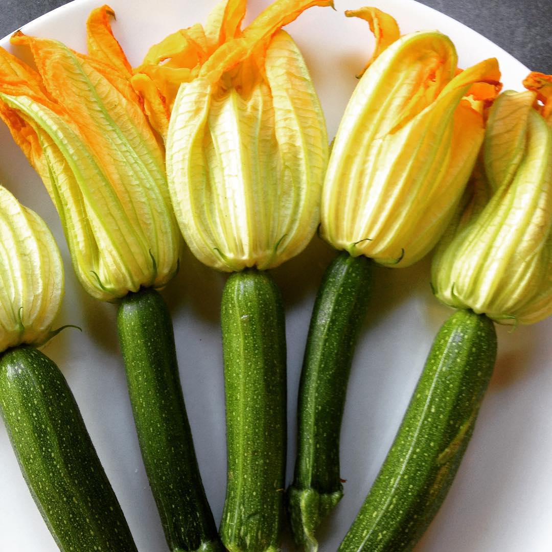 zucchini blossoms.jpg