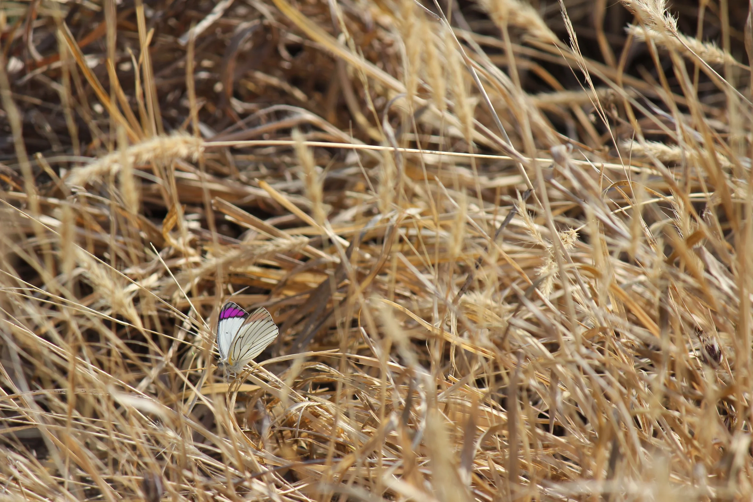 Butterfly Field, Tanzania