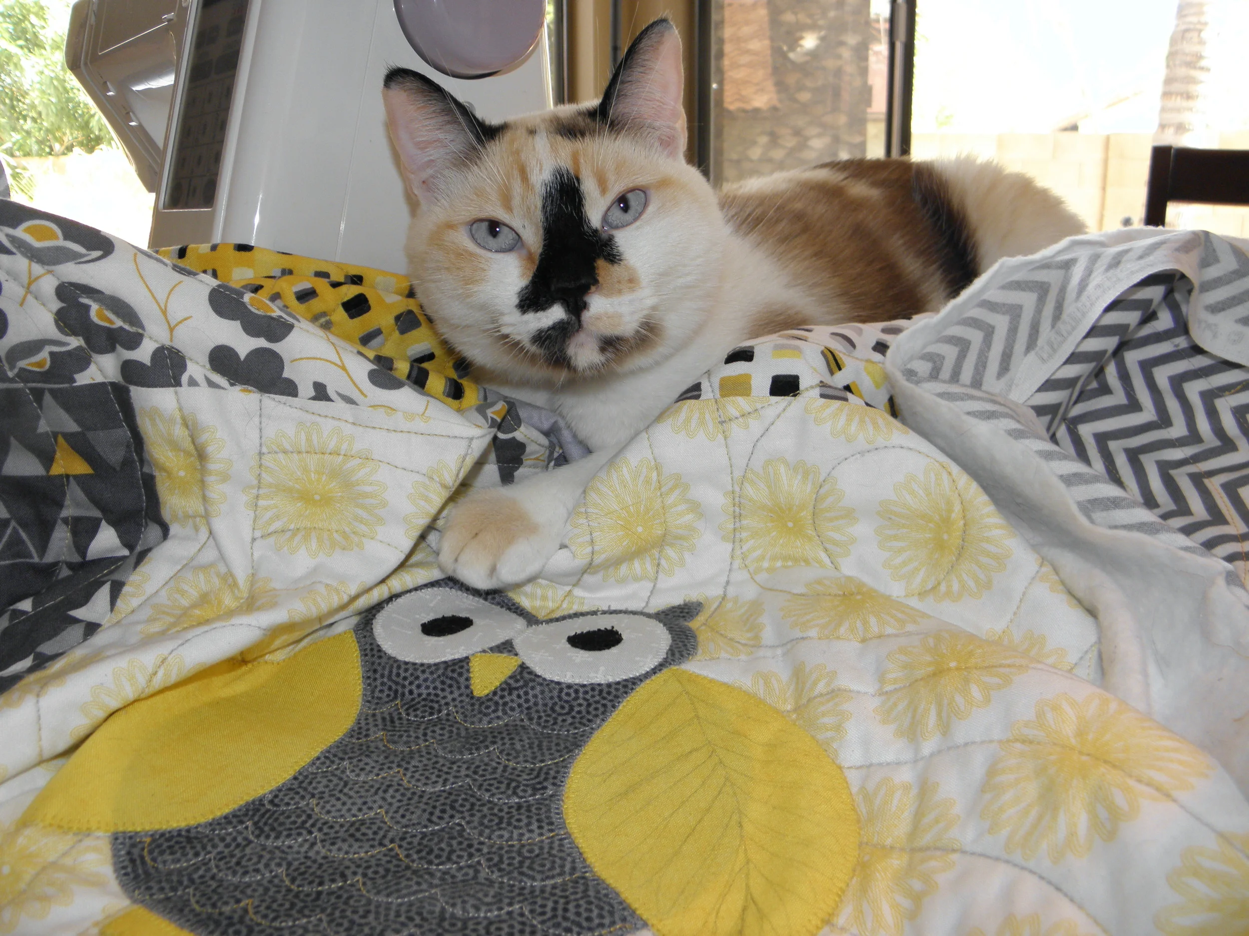 Free Motion Quilting on the owl wings with help from my assistant.