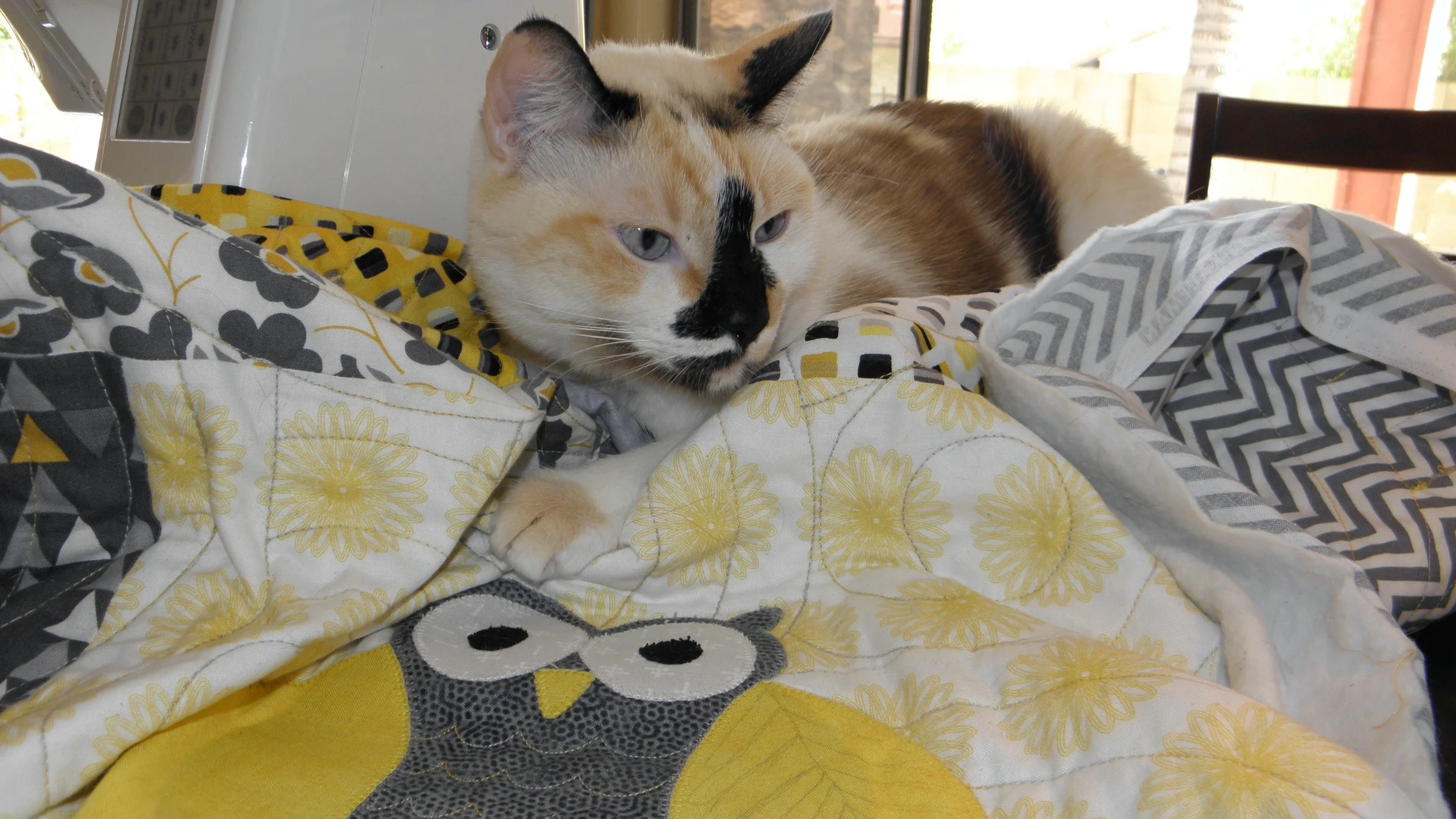 What a Hoot Quilting 139.JPG