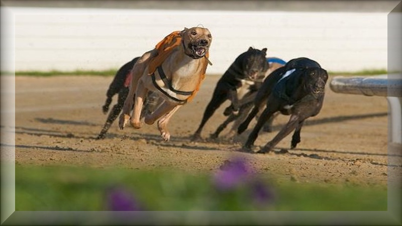dog tracks