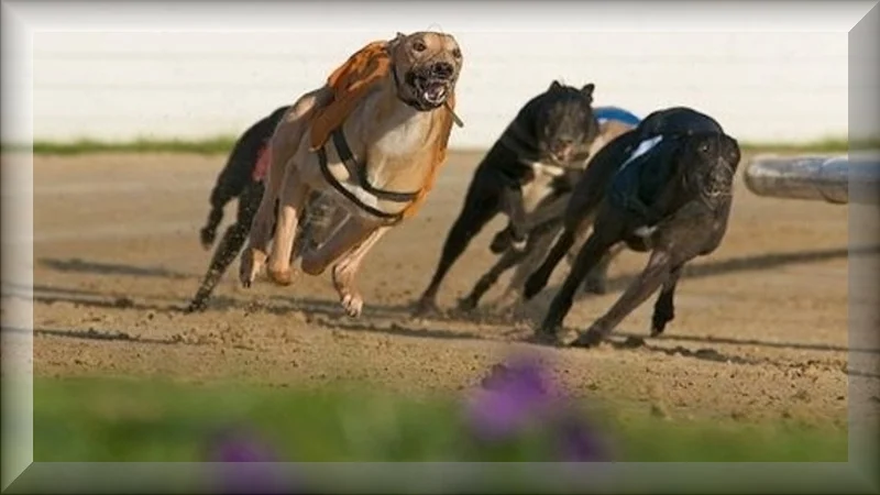 dog tracks