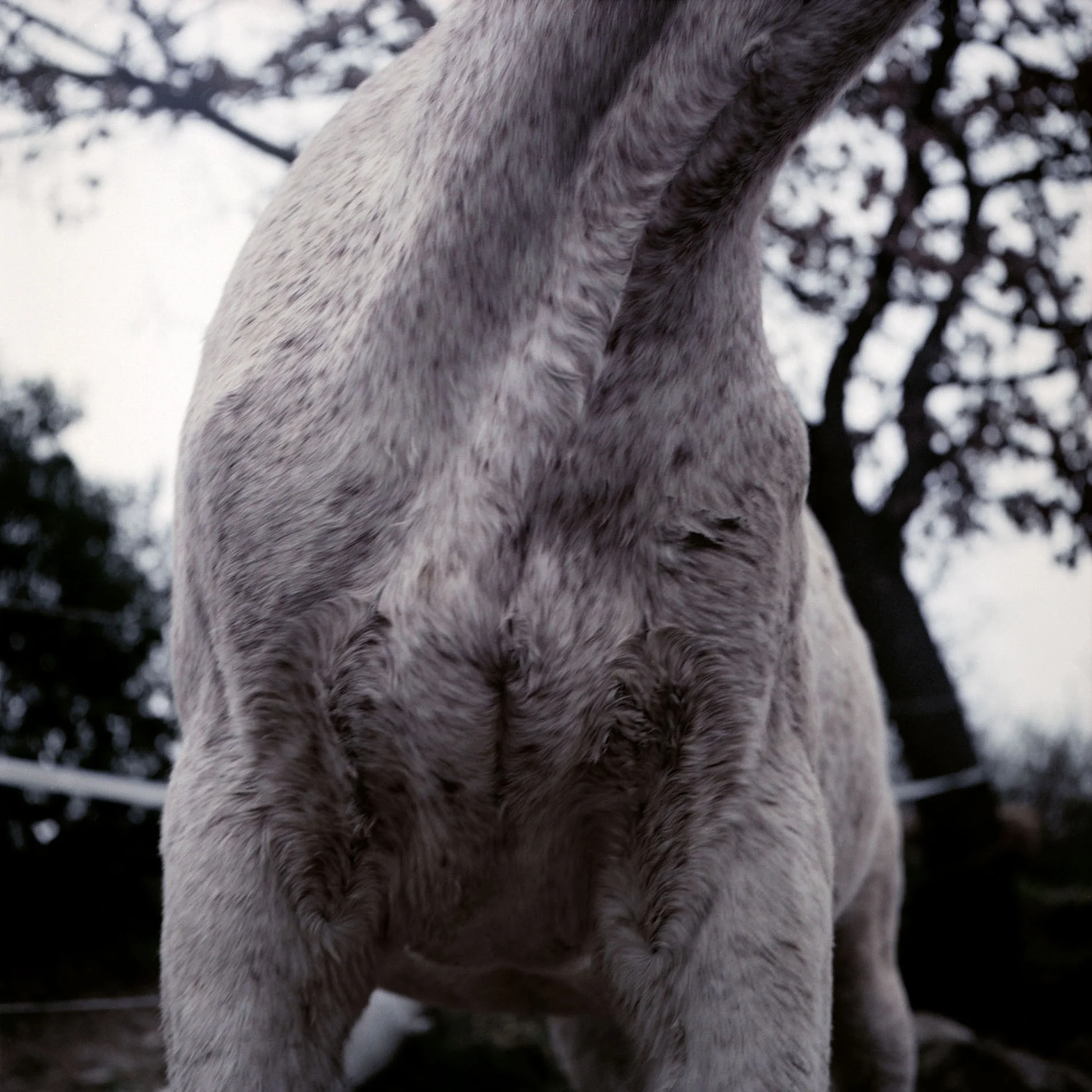 horse neck .jpg