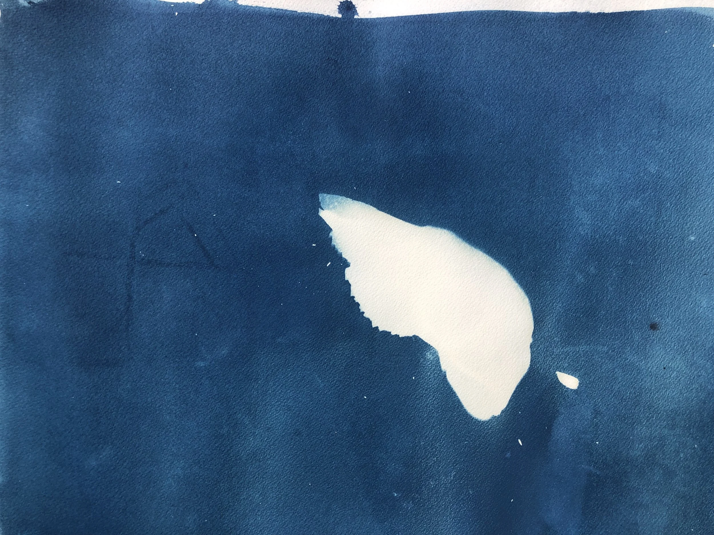 Skull (August 23).jpeg