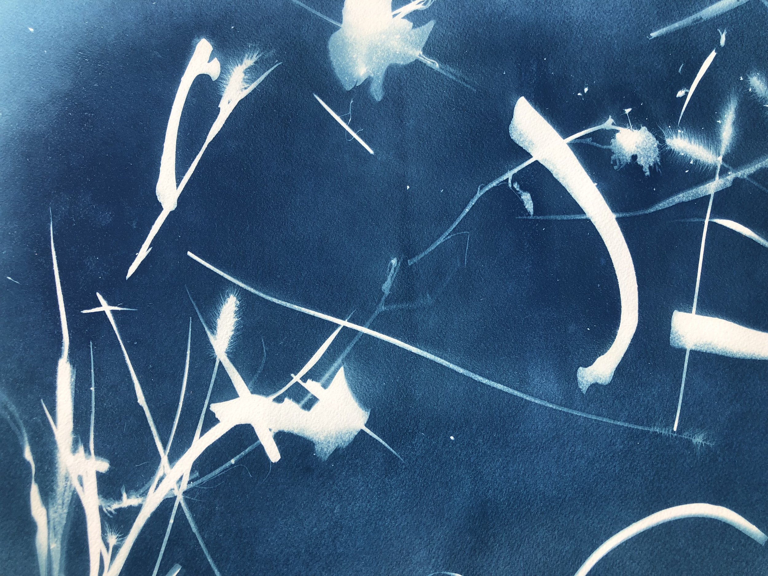 Rib, Flowering Grass (August 23).jpeg