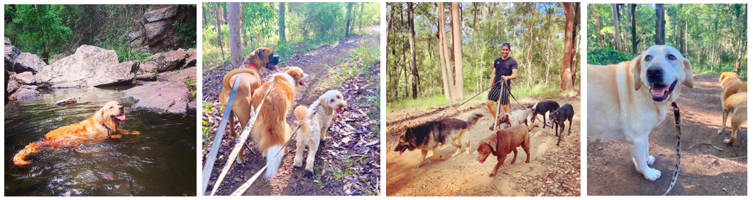 Jogs for Dogs