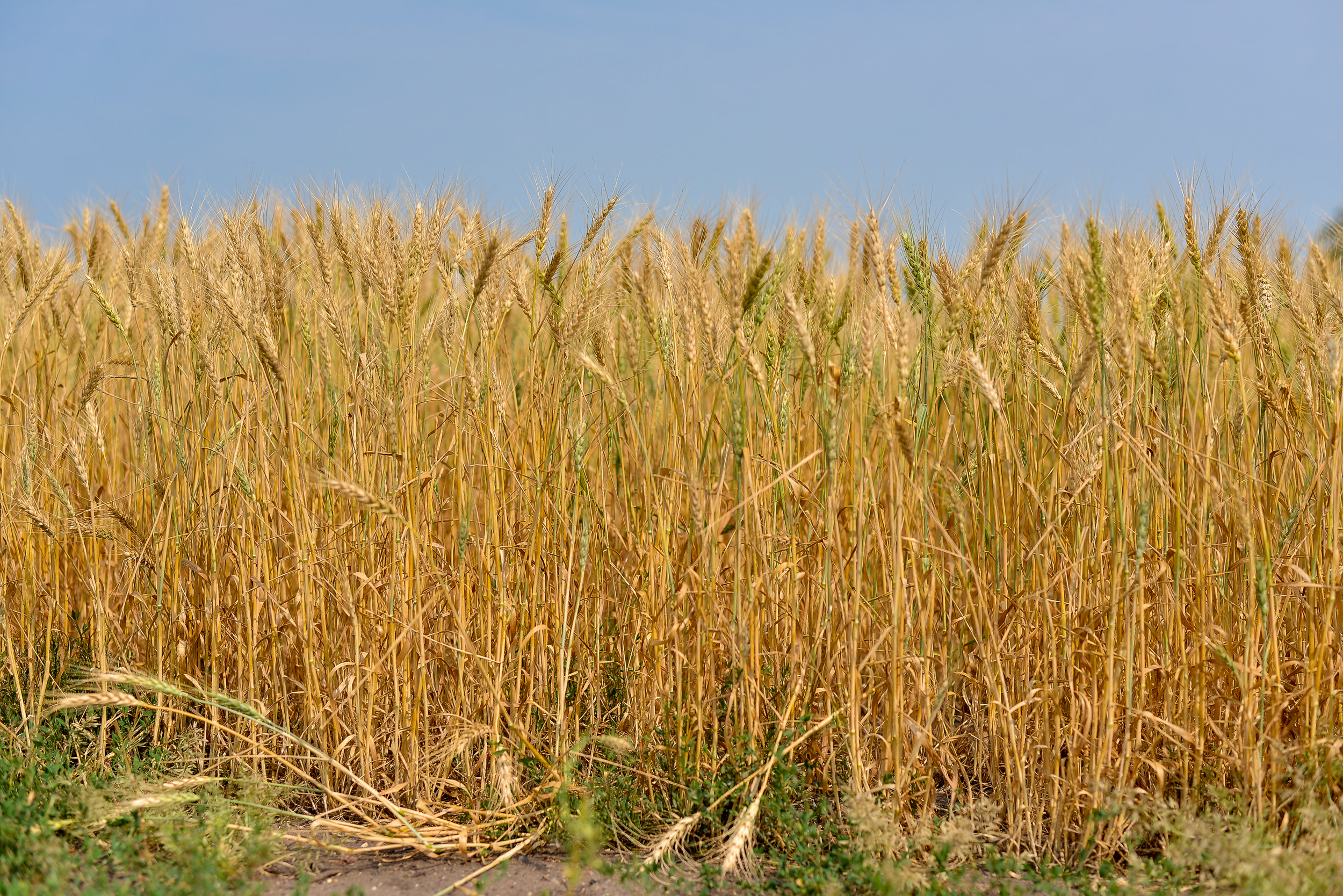 Wheat Food Council Tour 2014