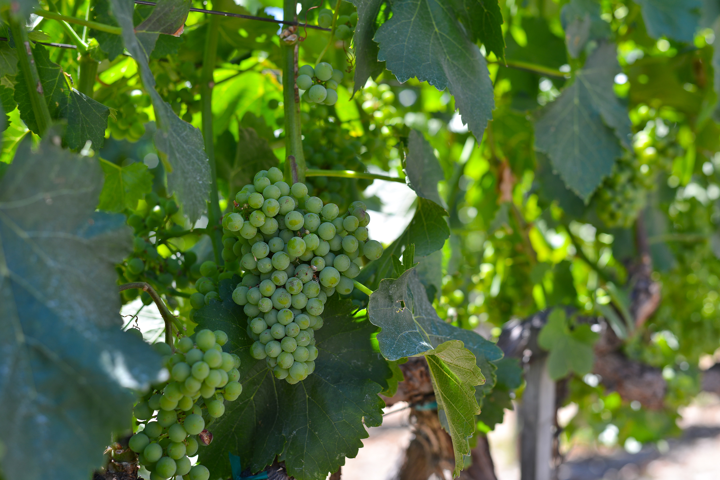 Northern California Vineyard