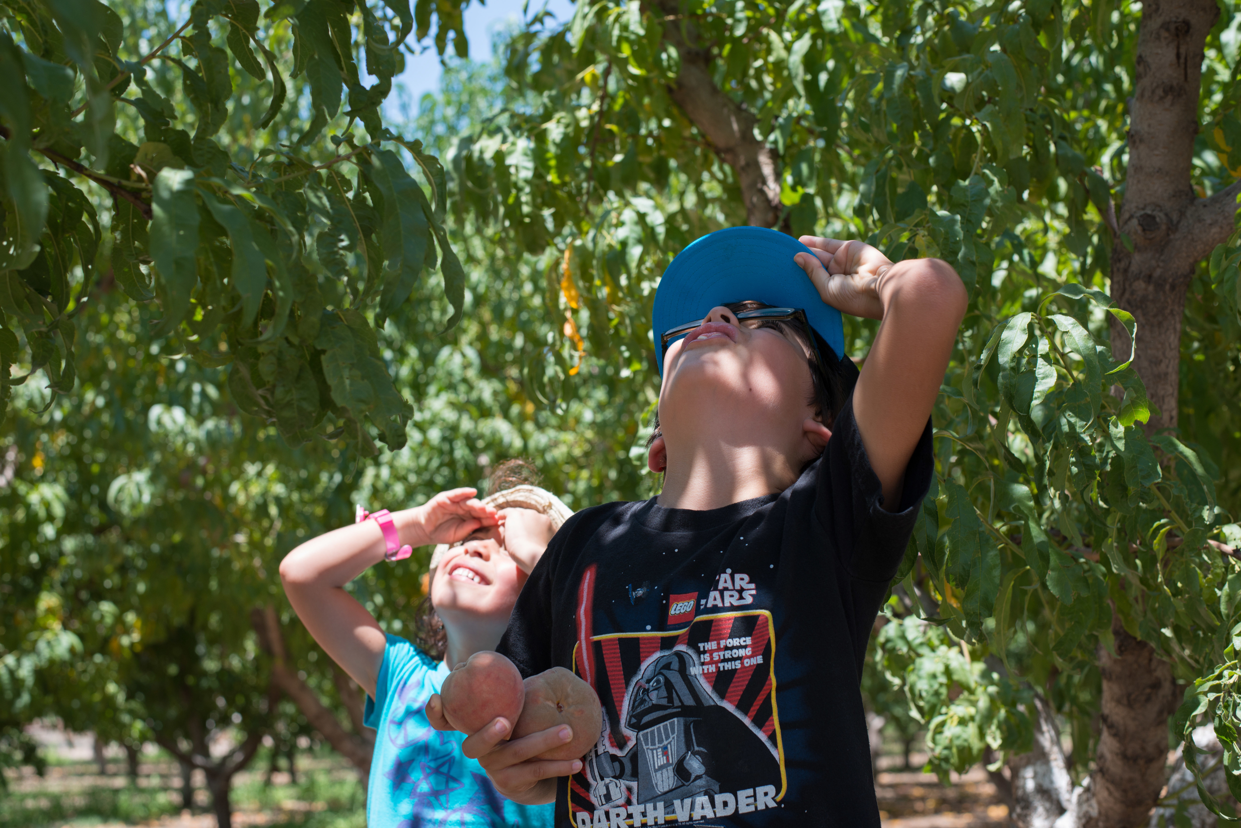 Peach Picking at Apple Annie's in Wilcox, AZ